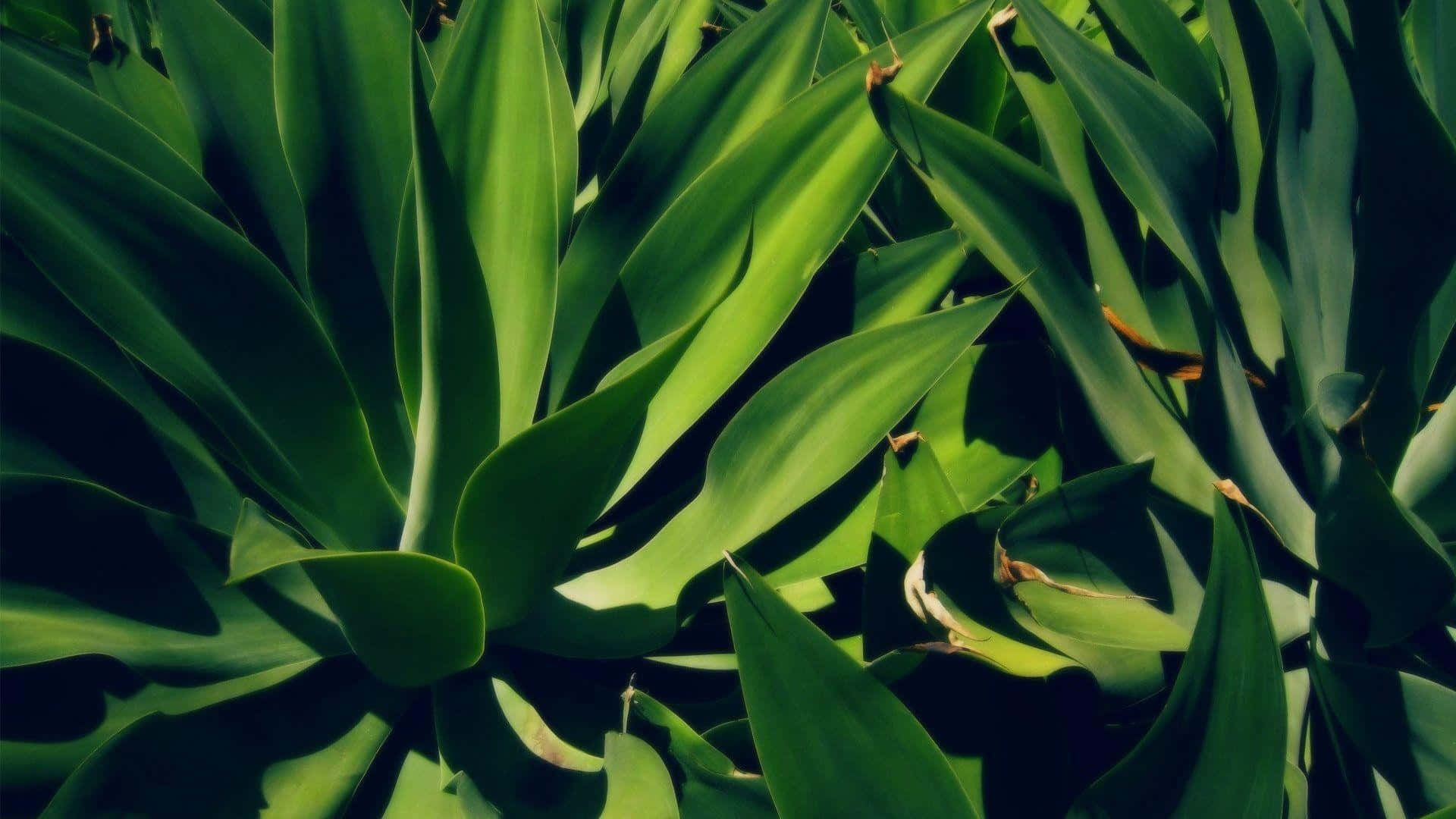 Aloe Vera 桌布 壁紙 — 充滿活力的綠色多肉植物葉子在深色陰影的強烈對比下放射開來，營造出茂盛的熱帶質感。