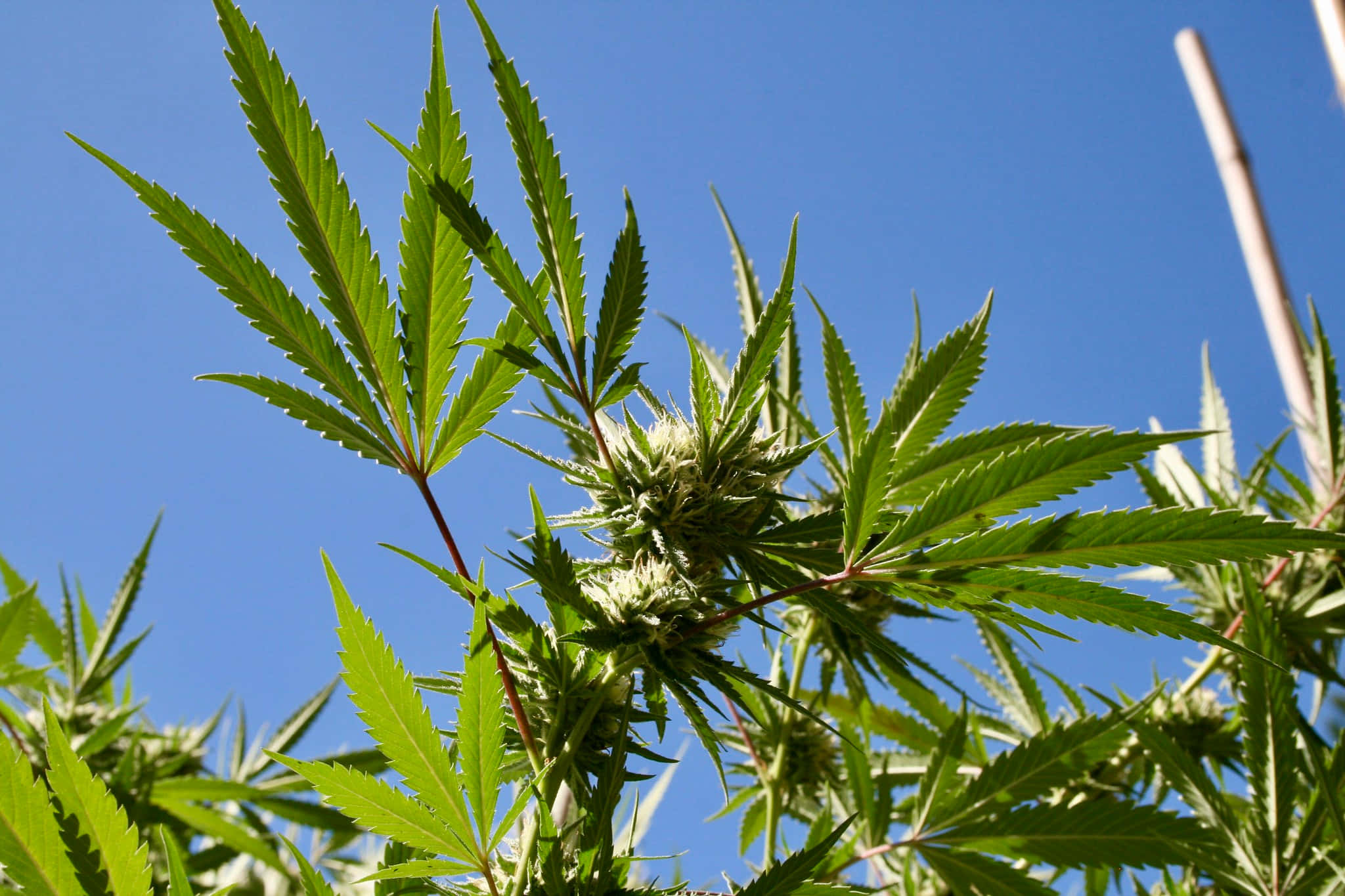 大麻 桌布 壁紙 — 充滿活力的綠色大麻植物，帶有鋸齒狀葉片和盛開的花朵，映襯著清澈的藍天。