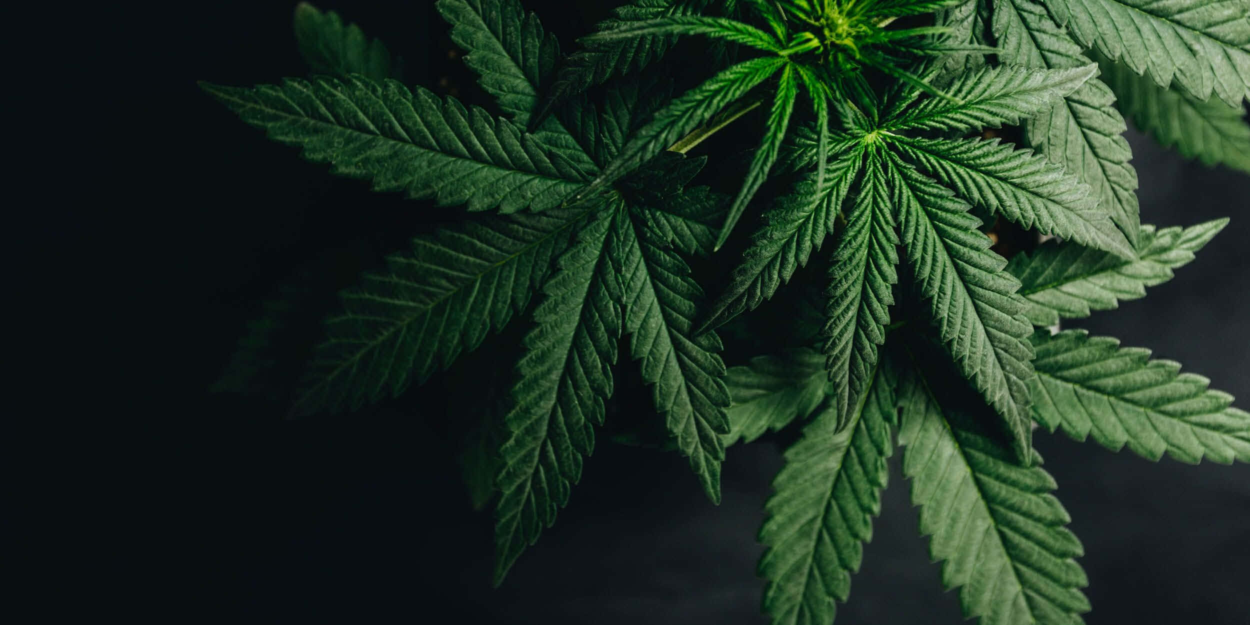 大麻 桌布 壁紙 — 充滿活力的綠色大麻葉，邊緣呈鋸齒狀，散佈在深色紋理背景上。