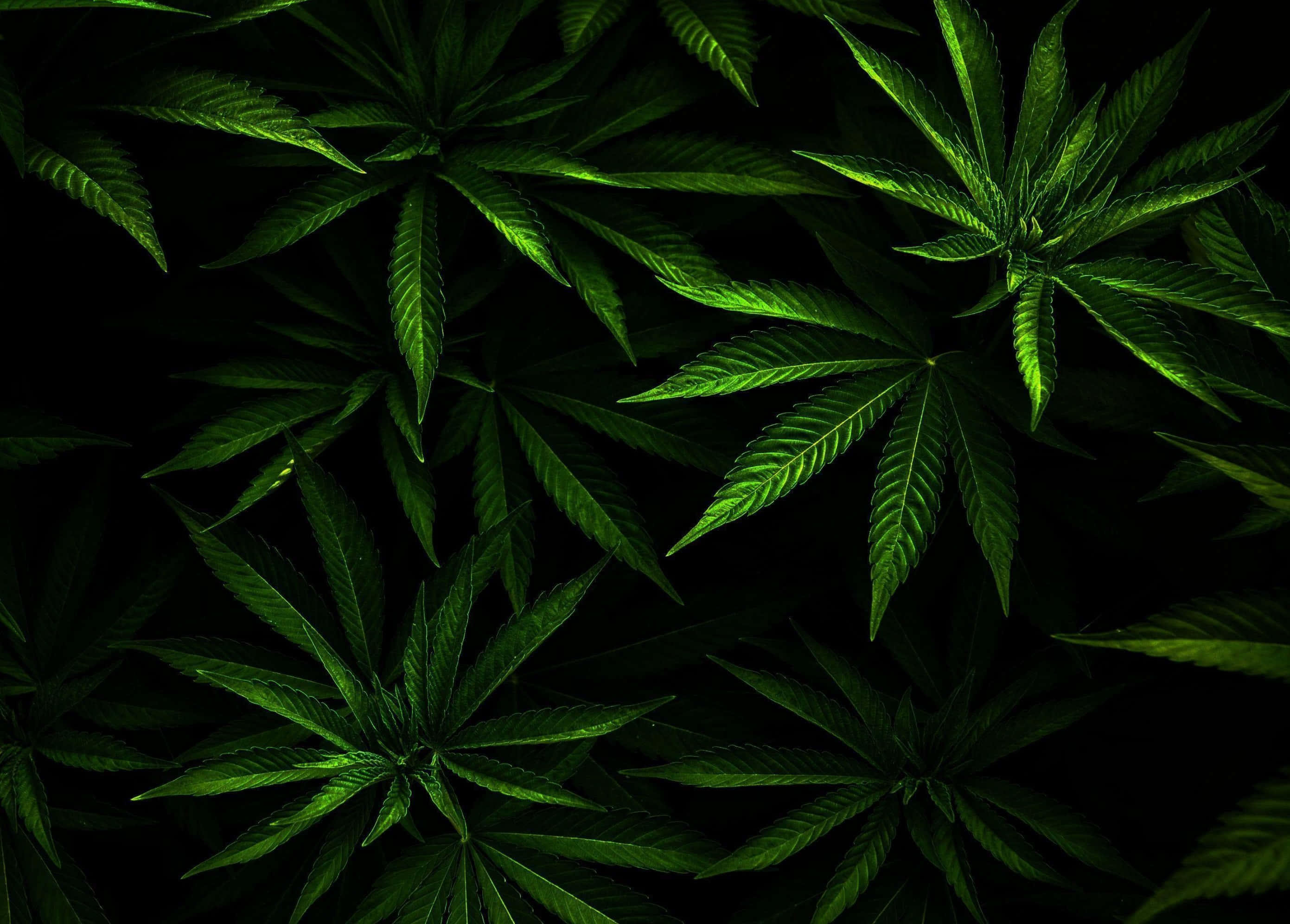 420 桌布 壁紙 — 充滿活力的綠色大麻葉在漆黑背景下，以密集的俯拍鏡頭發光。