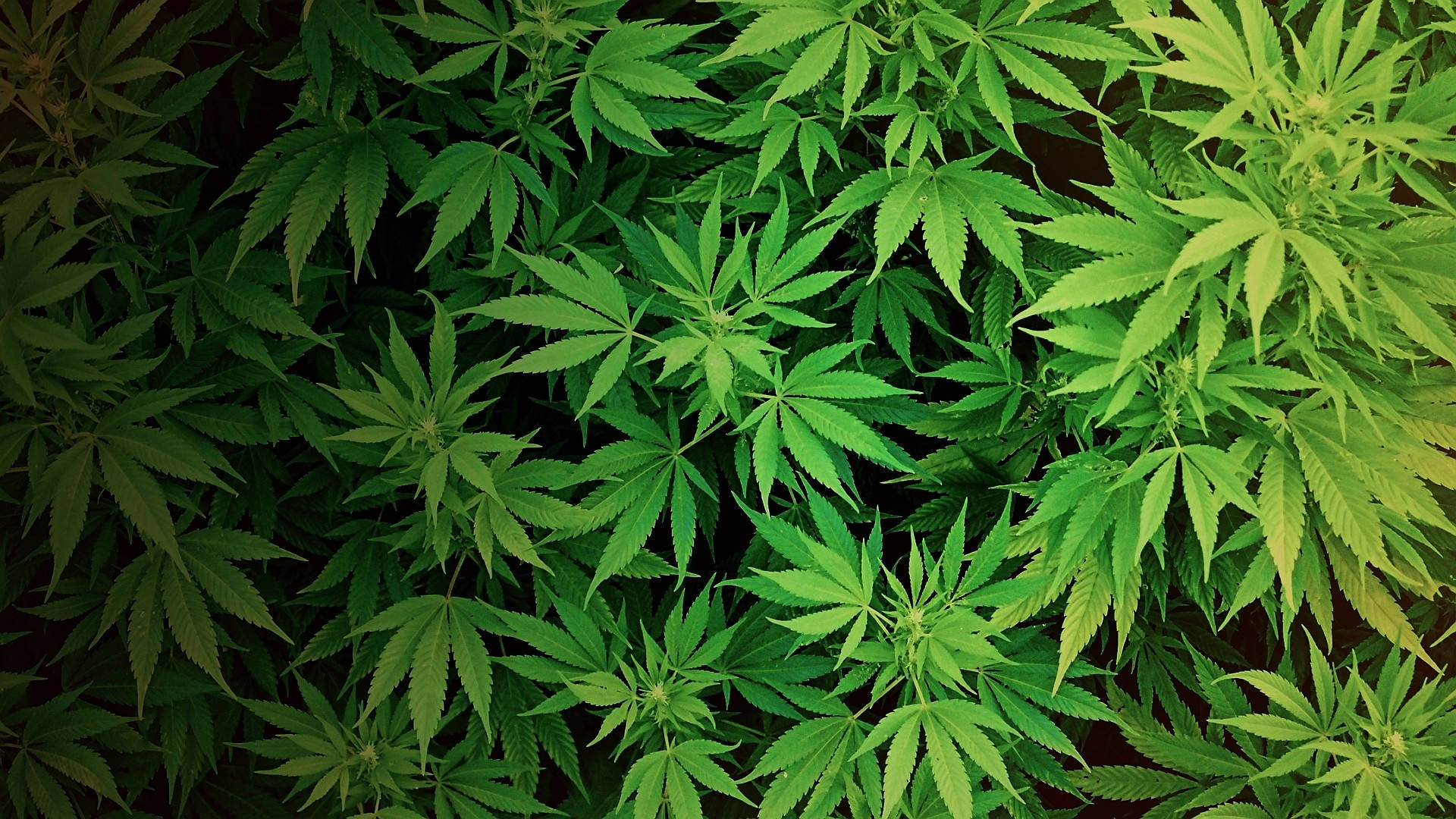 大麻 桌布 壁紙 — 充滿活力的綠色大麻葉密集地排列在深色背景上，營造出茂盛的自然圖案。