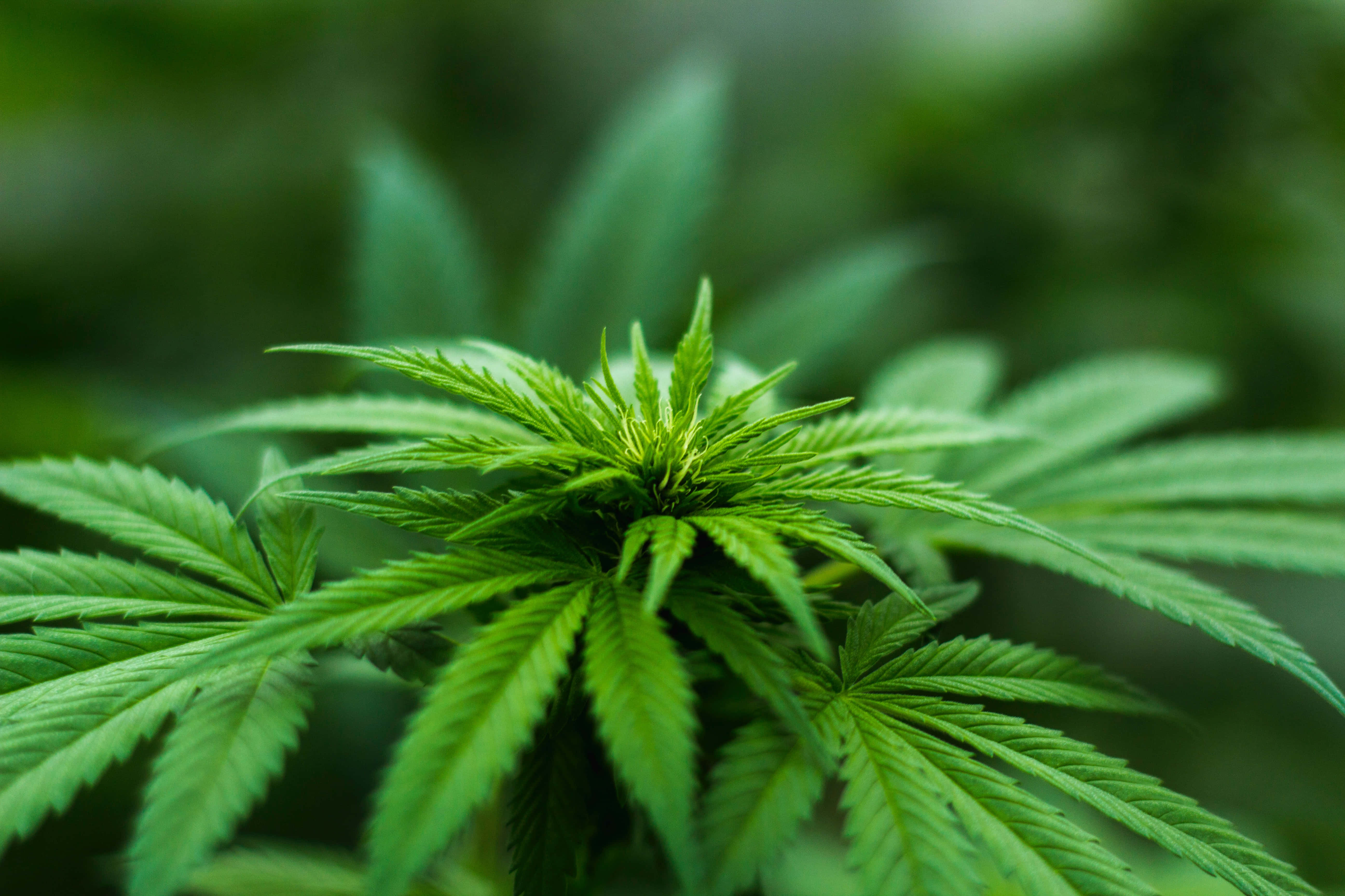 大麻 桌布 壁紙 — 充滿活力的綠色大麻葉特寫，帶有鋸齒狀邊緣和柔和的模糊背景。