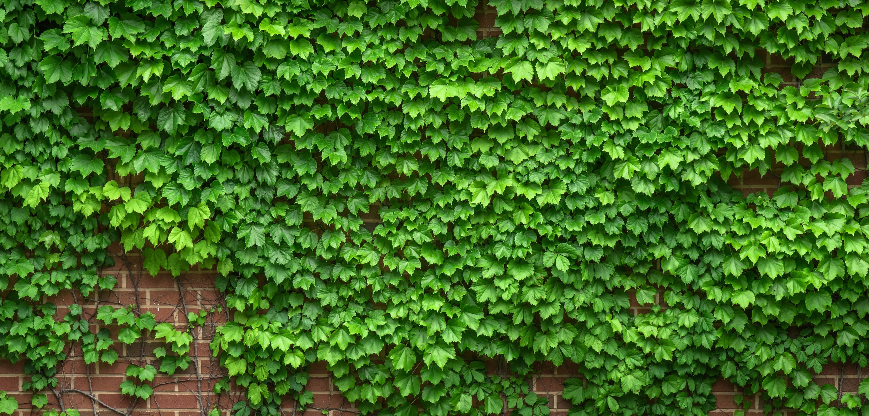 植物美學 桌布 壁紙 — 充滿活力的綠色常春藤葉子密密麻麻地覆蓋著風化的紅磚牆，形成茂盛的自然圖案。