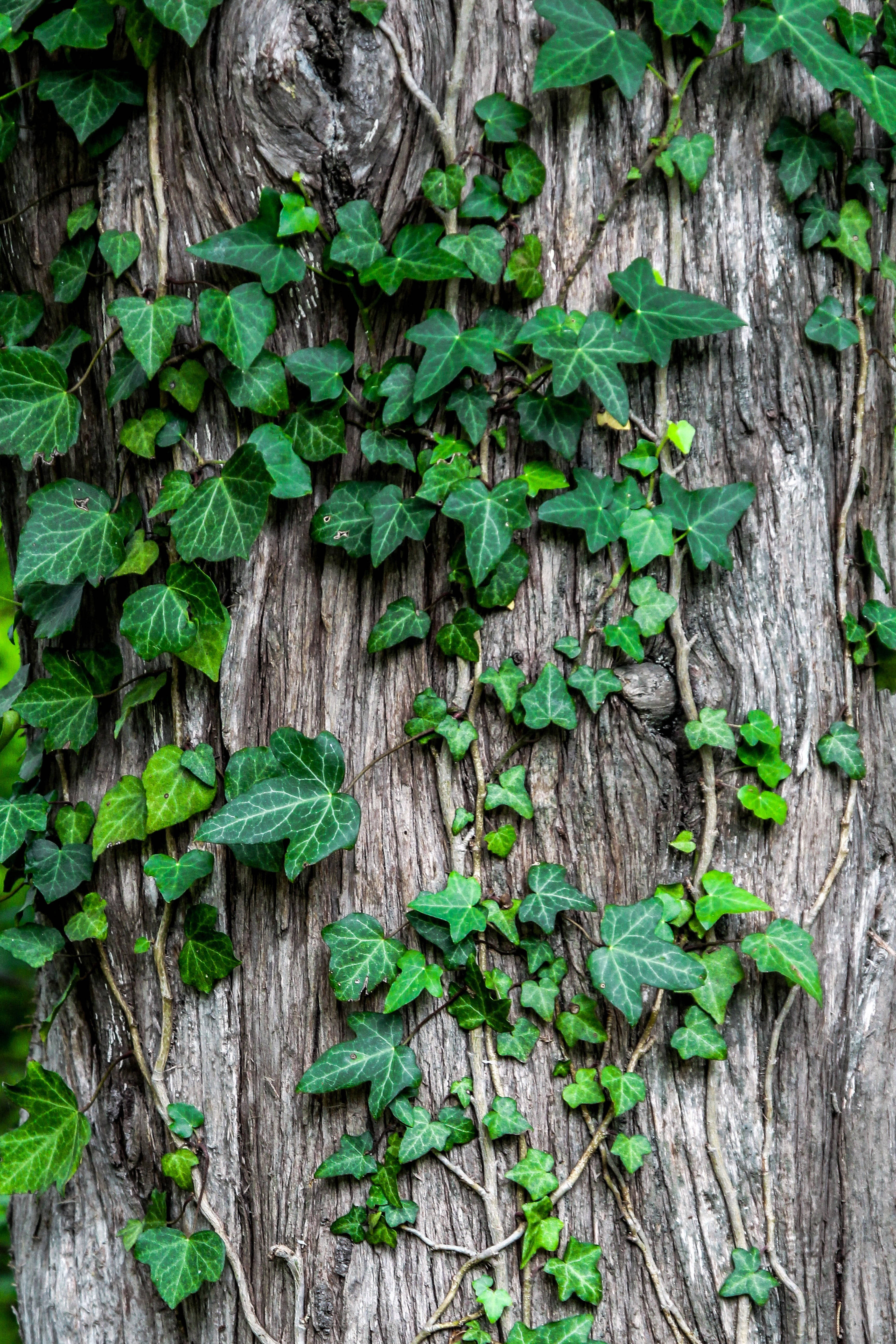 植物美學 桌布 壁紙 — 充滿活力的綠色常春藤葉片在風化的灰色樹幹上層疊，呈現茂盛的自然紋理。