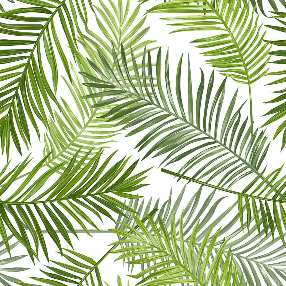 Palm 桌布 壁紙 — 充滿活力的綠色棕櫚葉在潔白背景上重疊，形成茂盛的熱帶圖案。