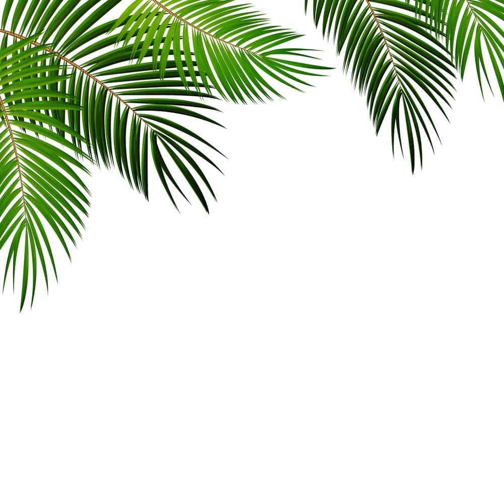 Palm 桌布 壁紙 — 充滿活力的綠色棕櫚葉在純白色背景上優雅地拱起覆蓋頂角。