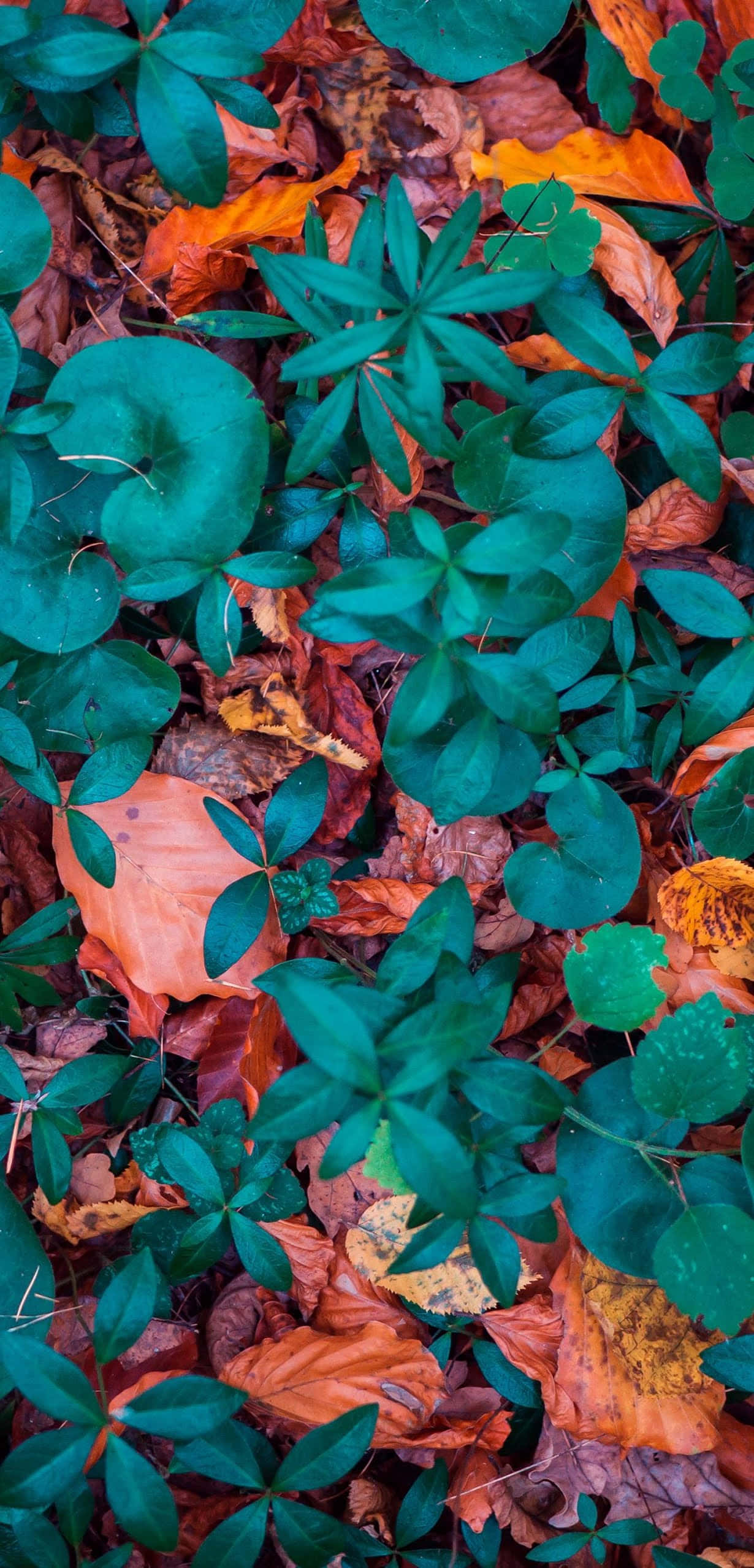 Fallen Leaves 桌布 壁紙 — 充滿活力的綠色植物從橙色和棕色的秋葉地毯中冒出，森林地面的特寫。