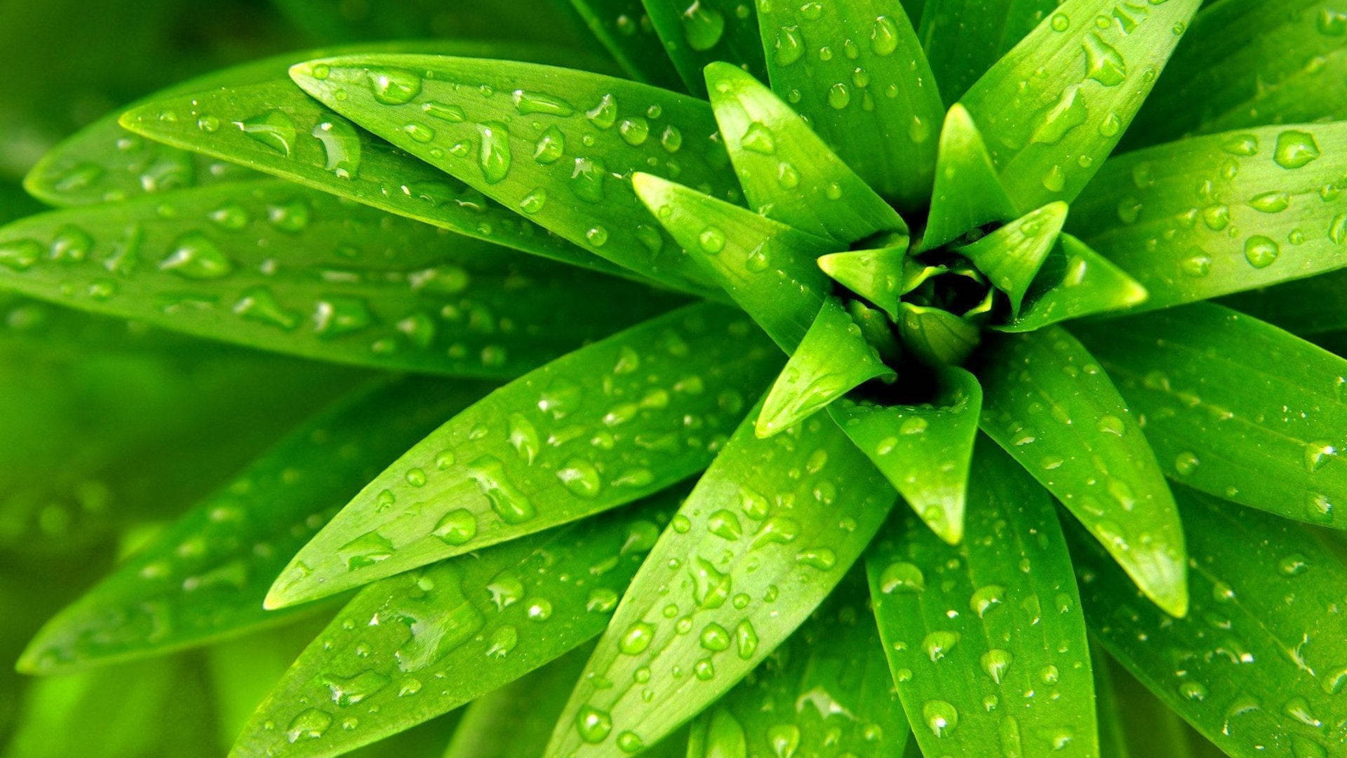 植物美學 桌布 壁紙 — 充滿活力的綠色植物葉片在特寫自然鏡頭中閃爍著新鮮的水滴。