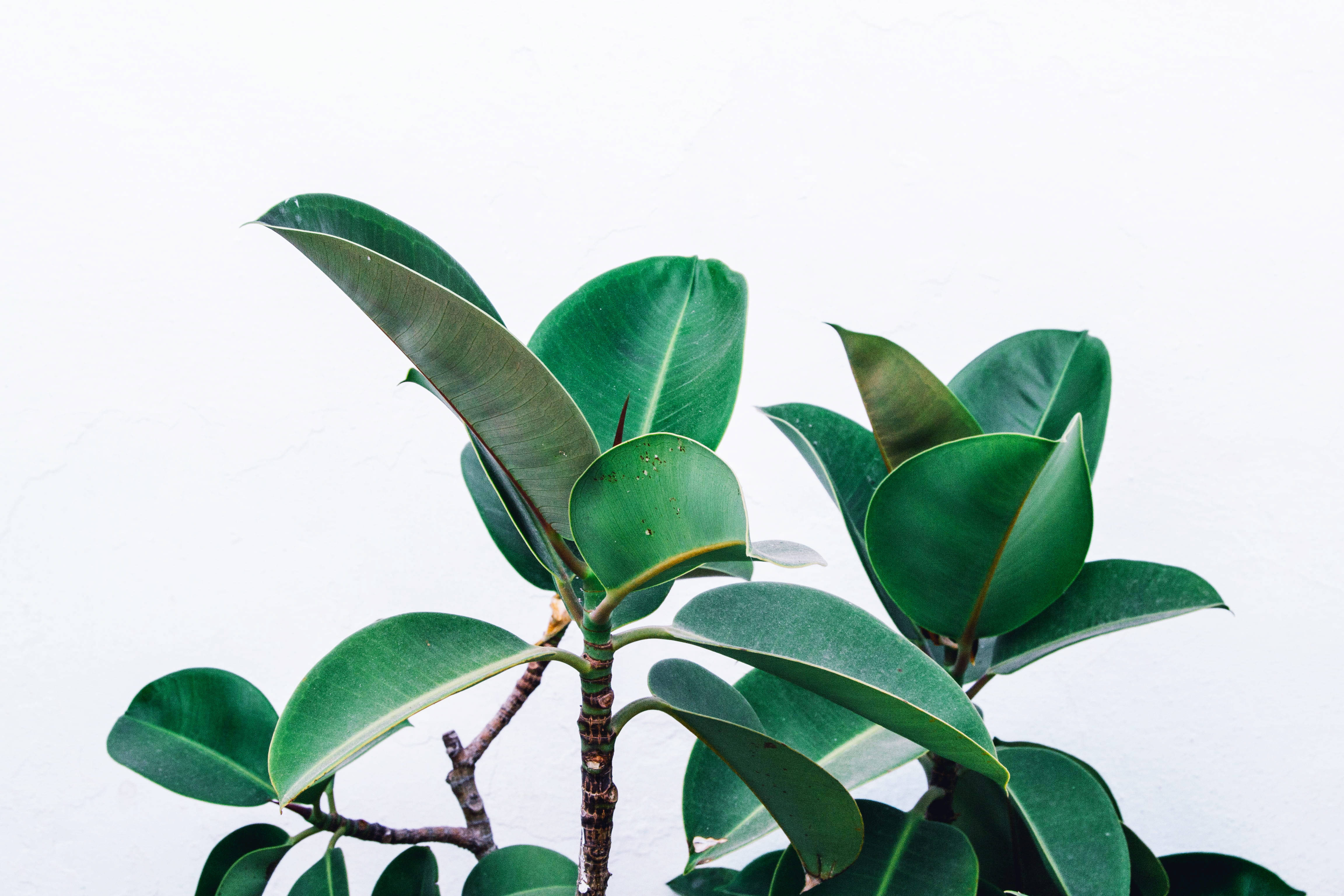 植物美學 桌布 壁紙 — 充滿活力的綠色橡膠植物葉片，帶有光澤質感，在潔白的背景下脫穎而出。