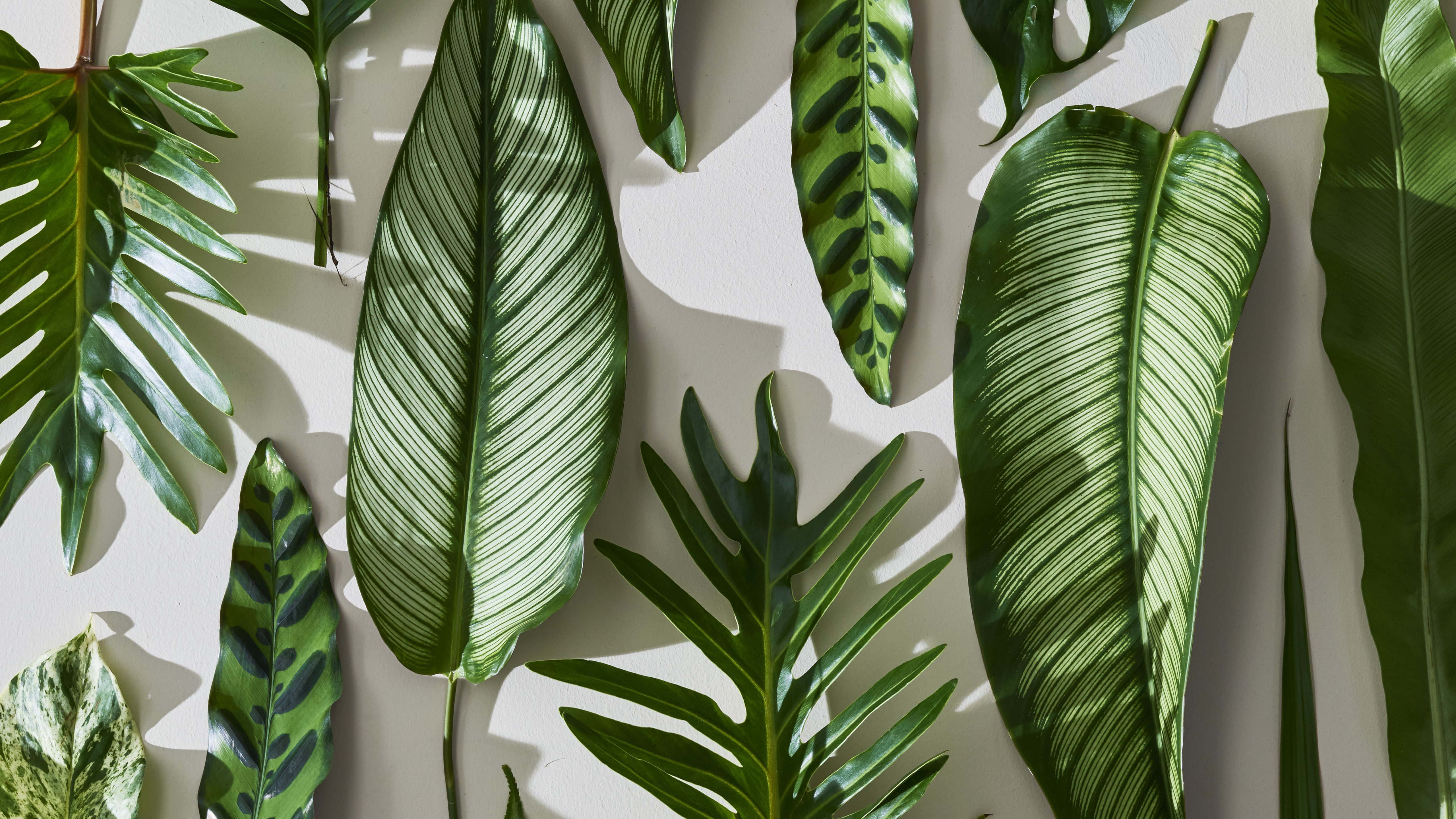 Minimalist Plant 桌布 壁紙 — 充滿活力的綠色熱帶葉片，帶有複雜的葉脈圖案，在明亮的白色牆壁上投射出清晰的陰影。