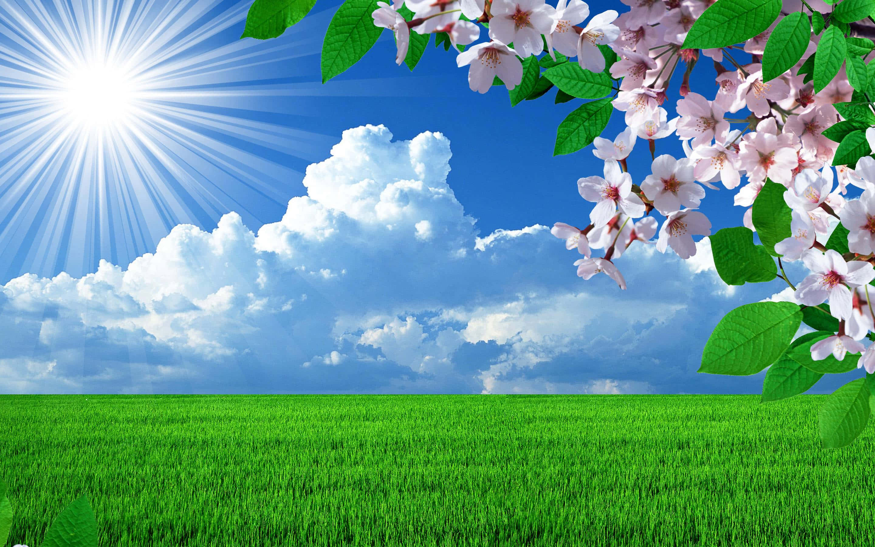 Spring Weather 桌布 壁紙 — 充滿活力的綠色田野在明亮的藍天下延伸，有蓬鬆的雲朵和燦爛的陽光，並以粉紅色的櫻花作為框架。