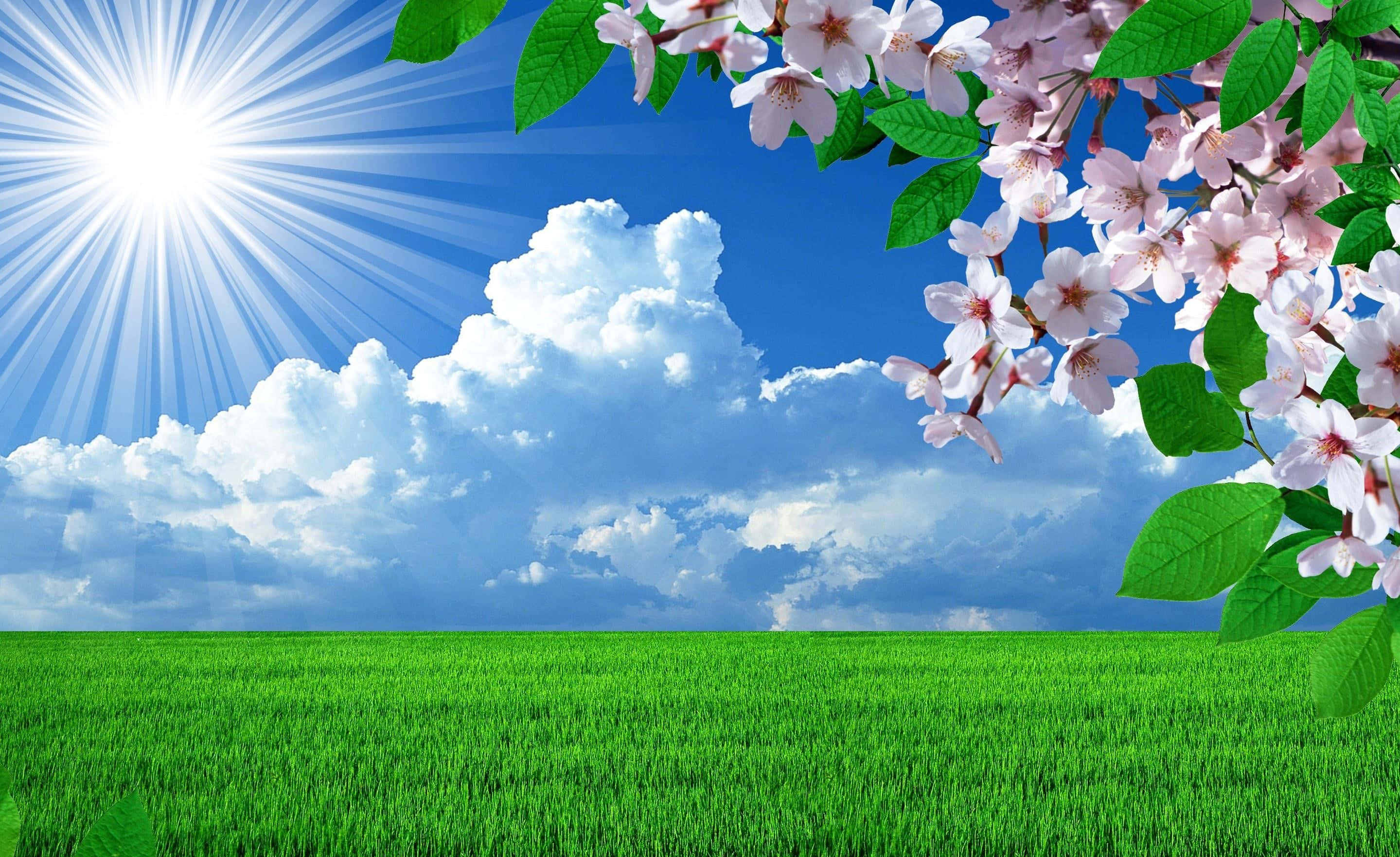 Spring Sky 桌布 壁紙 — 充滿活力的綠色田野在明亮的藍天下延伸，有蓬鬆的雲朵和燦爛的陽光，並以粉紅色的櫻花作為框架。