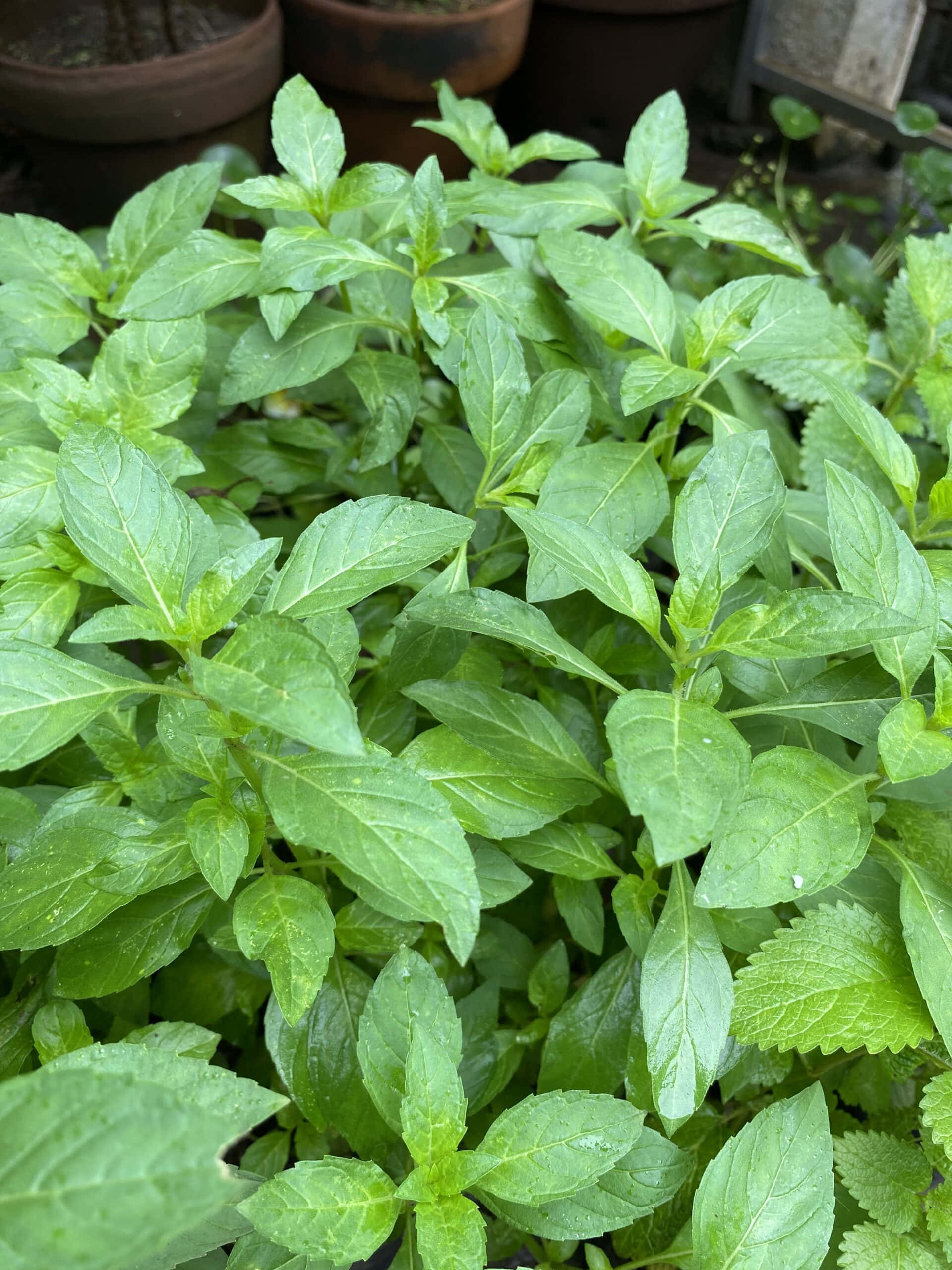 Green Plant 桌布 壁紙 — 充滿活力的綠色羅勒葉在柔和自然光下，在茂盛的花園苗床上閃爍著露珠。