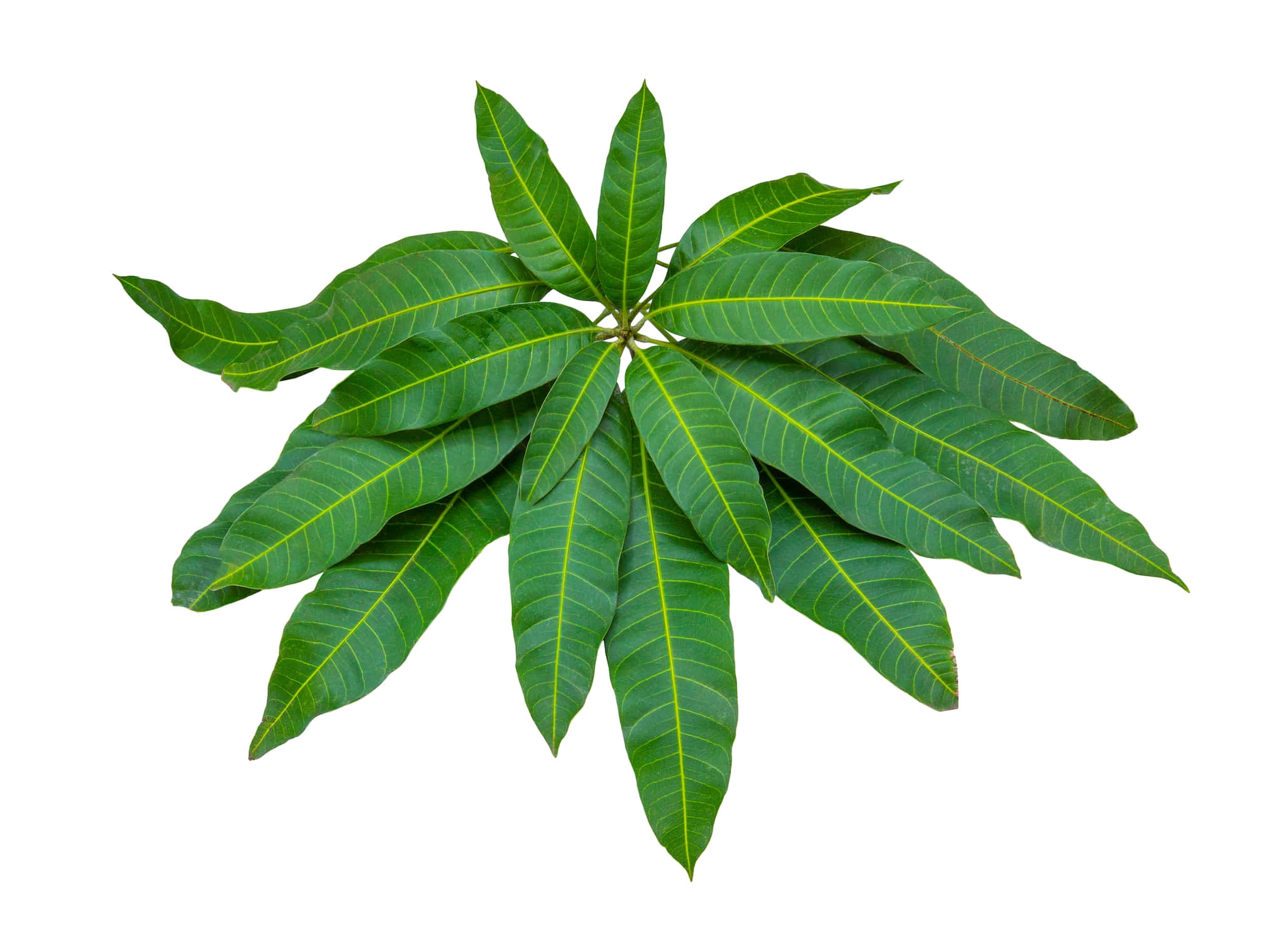 Leaves 桌布 壁紙 — 充滿活力的綠色芒果葉從中央莖向外輻射，背景為純白色。