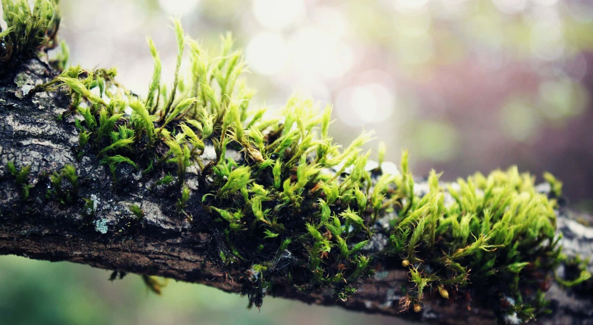 Moss 桌布 壁紙 — 充滿活力的綠色苔蘚依附在風化的樹枝上，柔和陽光穿過模糊的森林背景。