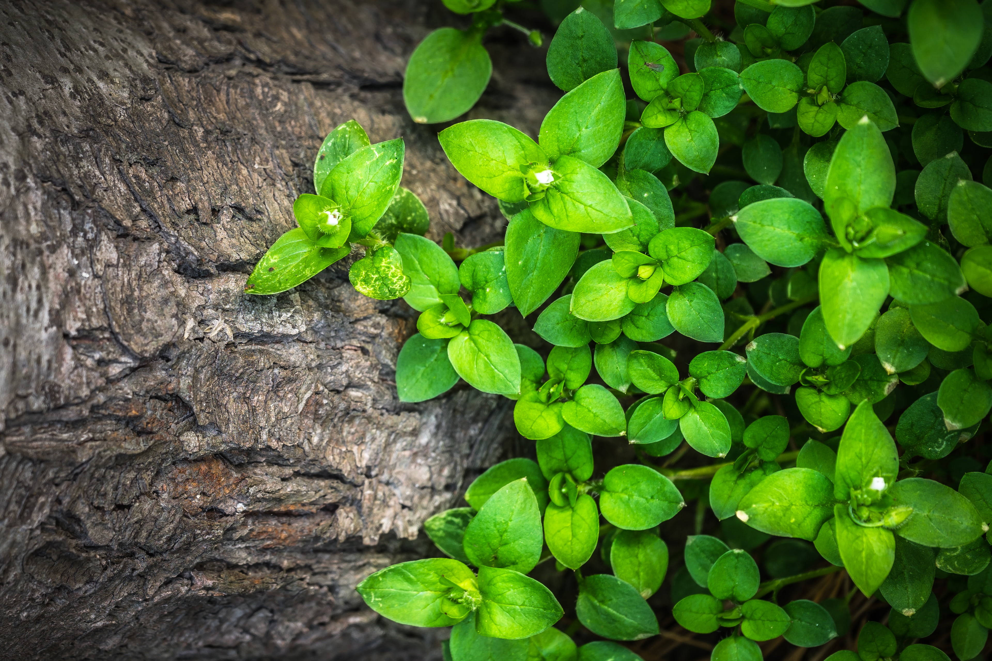 植物美學 桌布 壁紙 — 充滿活力的綠色苔蘚植物，帶有細小的白色花朵，從粗糙的樹皮中萌芽，特寫自然場景。