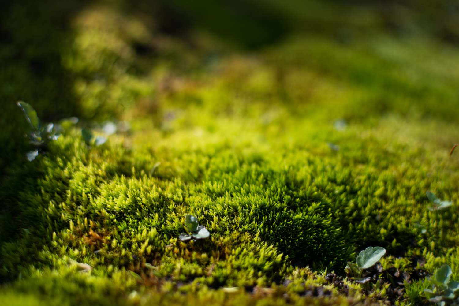 Green Moss 桌布 壁紙 — 充滿活力的綠色苔蘚覆蓋著森林地面，柔和的斑駁陽光中散落著細小的葉子。