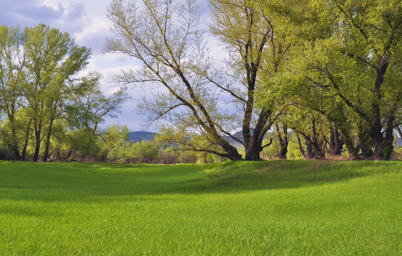 Spring Grass 桌布 壁紙 — 充滿活力的綠色草地，在透過春天新樹過濾的斑駁陽光下延伸，遠處有山丘。