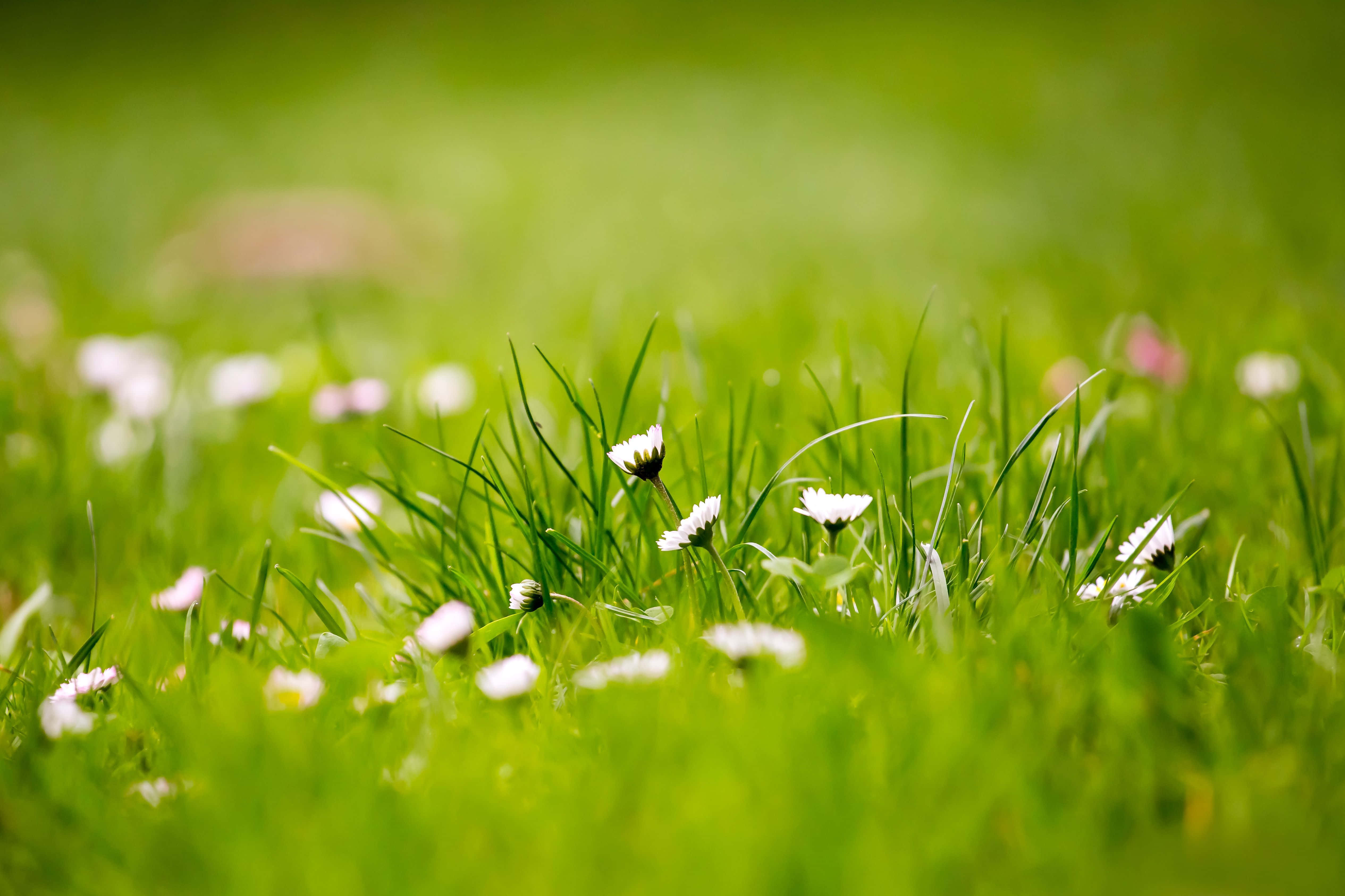 Spring Grass 桌布 壁紙 — 充滿活力的綠色草地上點綴著精緻的白色雛菊，在明亮的陽光下。