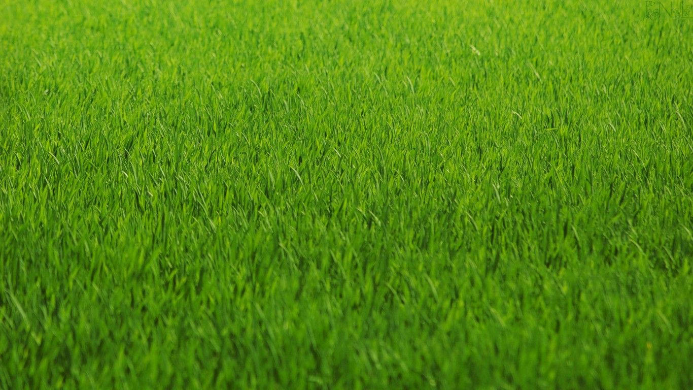 草 桌布 壁紙 — 充滿活力的綠色草葉在柔和日光下無限延伸，形成寧靜的自然地毯。