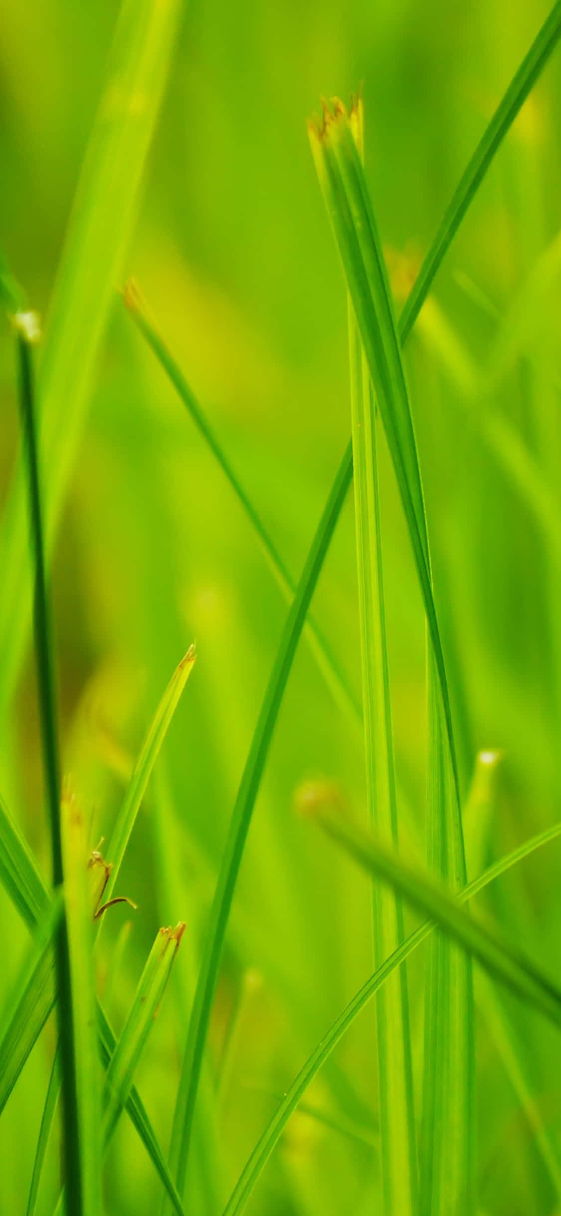 夏天 iPhone 桌布 壁紙 — 充滿活力的綠色草葉在柔和焦點中高高聳立，背景明亮發光。