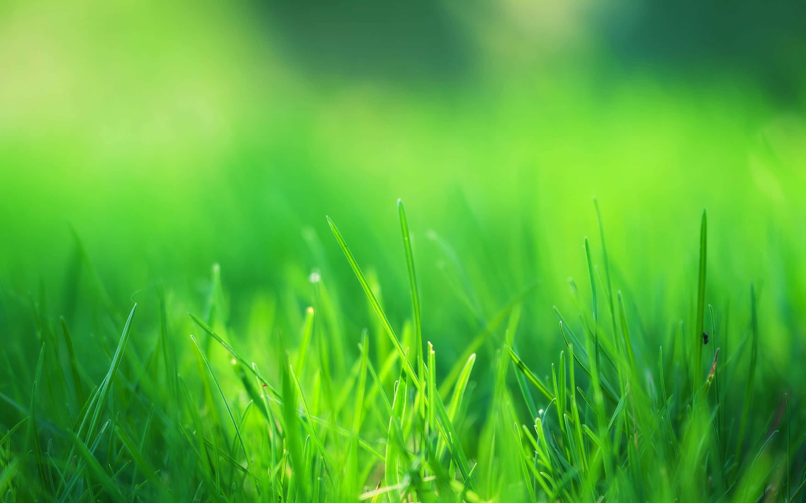 Green Grass 桌布 壁紙 — 充滿活力的綠色草葉在柔和陽光下閃爍著露珠，景深較淺。
