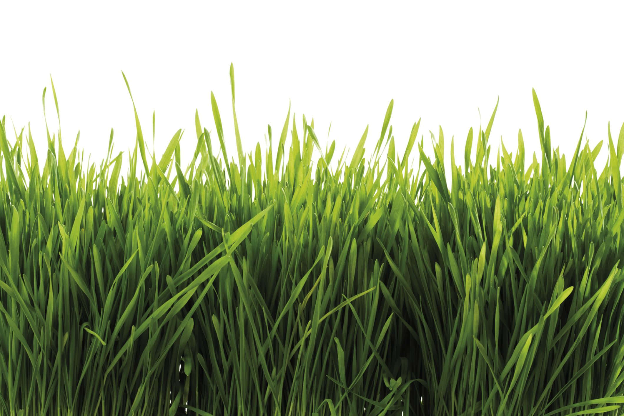 Green Grass 桌布 壁紙 — 充滿活力的綠色草葉在純白背景下清晰聳立，呈現出清晰細緻的特寫。