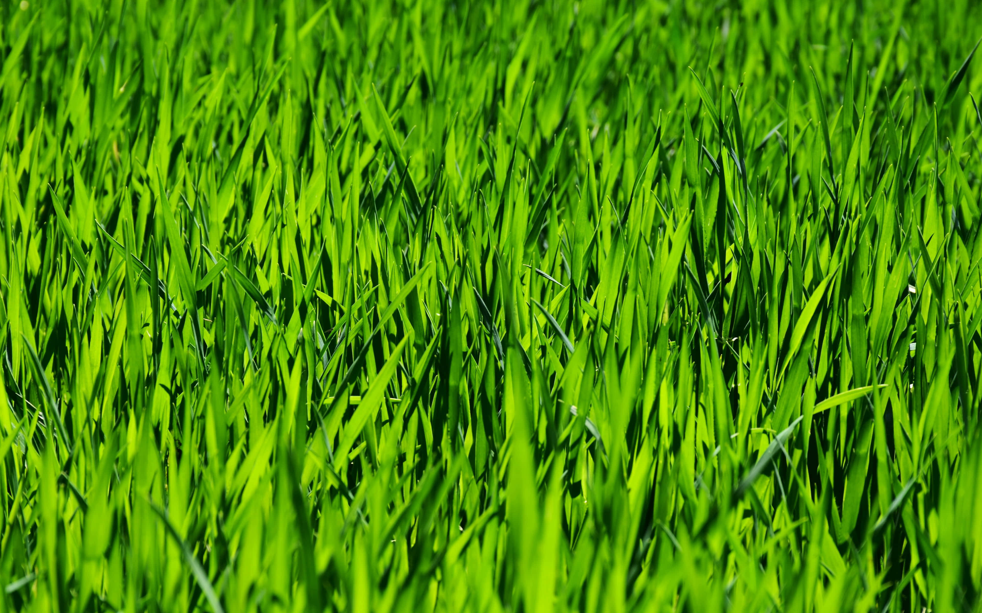 Spring Grass 桌布 壁紙 — 充滿活力的綠色草葉在陽光明媚的田野中輕輕搖曳，對焦清晰，色彩飽和度鮮明。