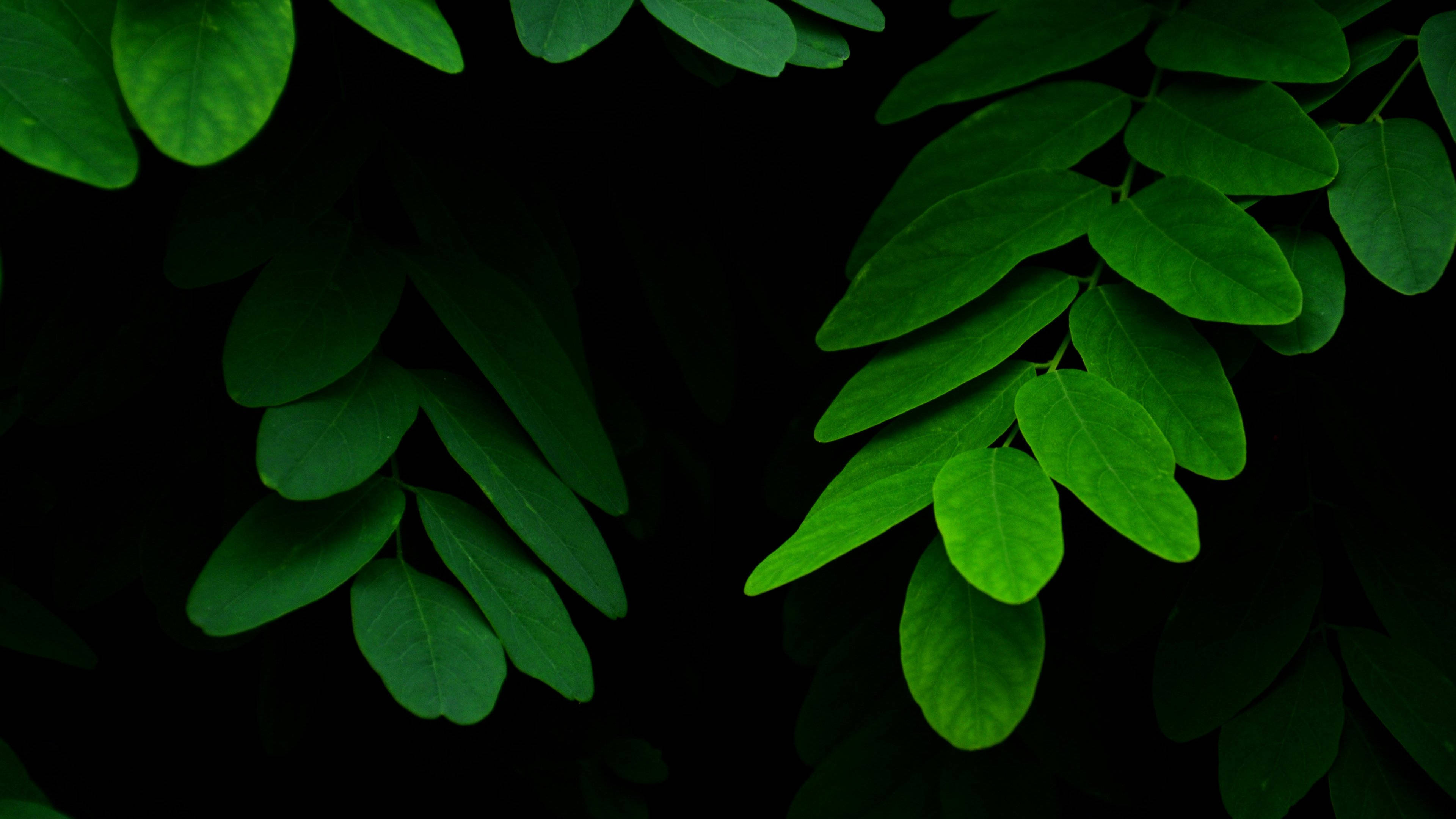 Green Leaves 桌布 壁紙 — 充滿活力的綠色葉子在深黑色背景上發光，呈現高對比度的自然特寫。