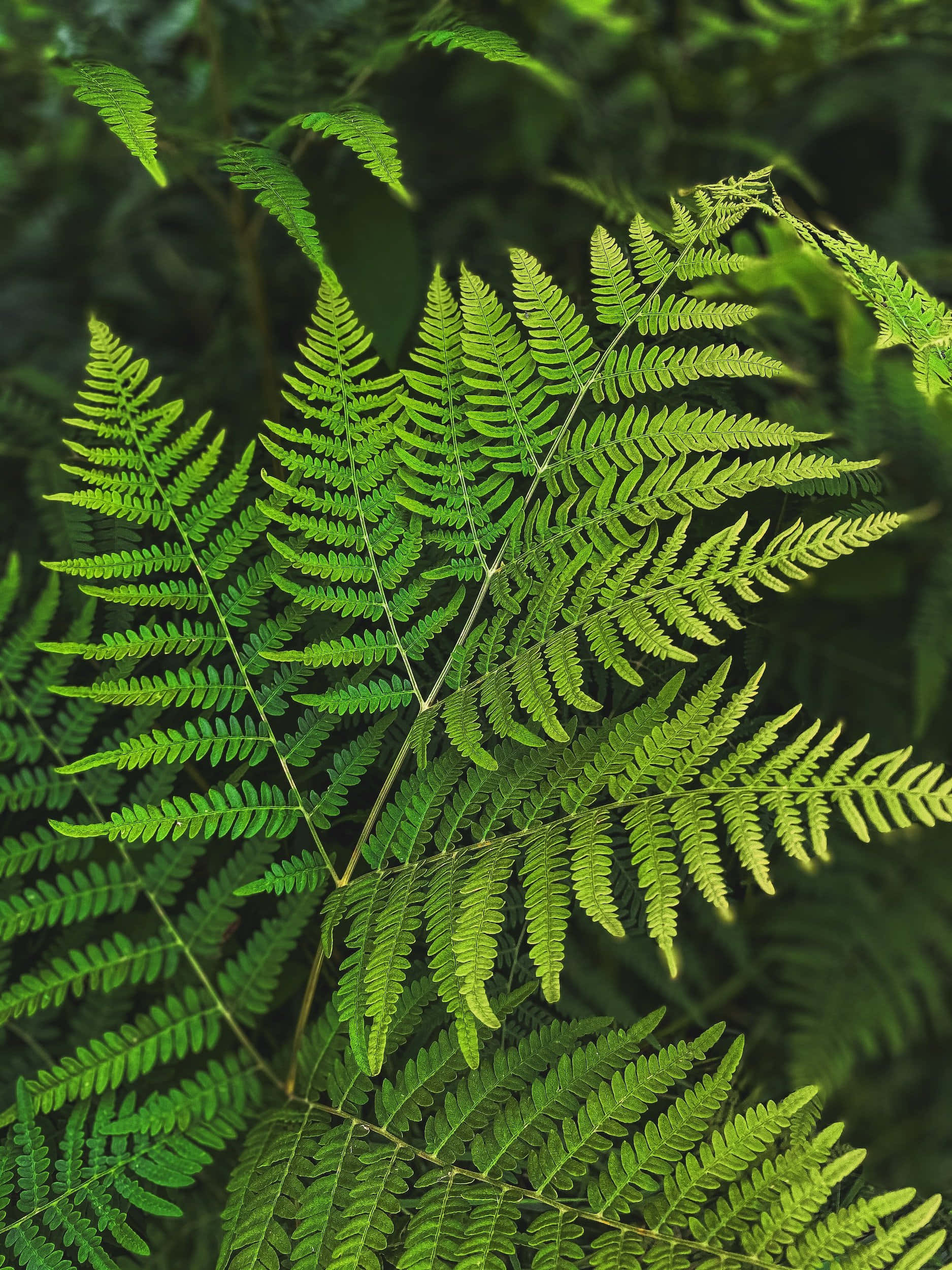 Green Fern 桌布 壁紙 — 充滿活力的綠色蕨類葉片，帶有複雜的葉脈圖案，在柔和的陽光照射下，背景是模糊的森林。