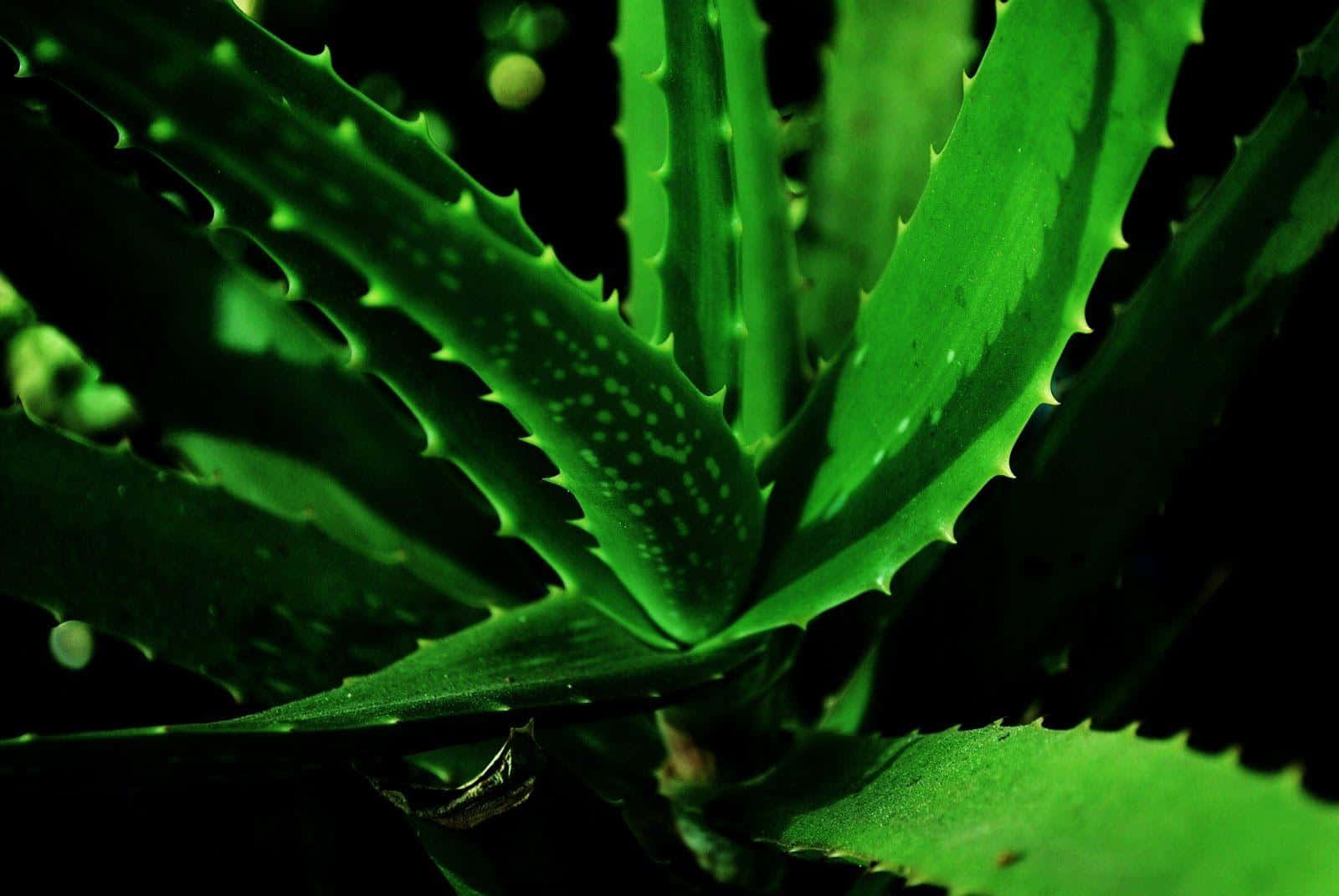 Aloe Vera 桌布 壁紙 — 充滿活力的綠色蘆薈葉片，邊緣呈鋸齒狀，在深色背景的微距鏡頭下閃耀著光芒。