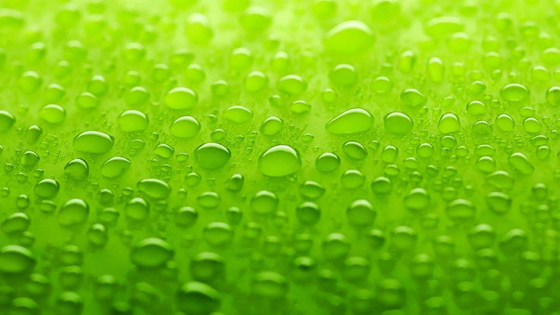Lime 桌布 壁紙 — 充滿活力的綠色表面，覆蓋著閃閃發光的水滴，以柔和的景深反射光線。