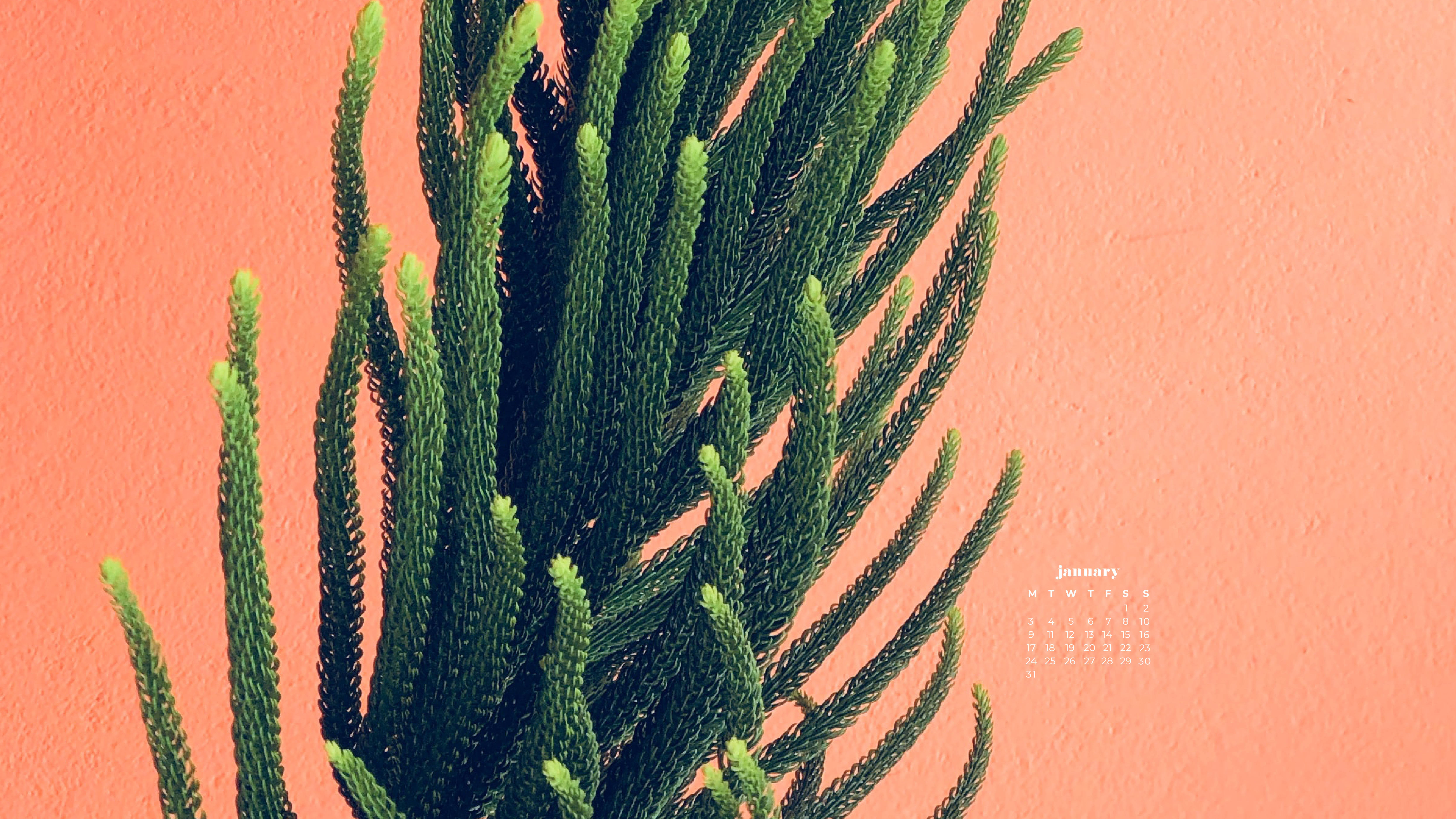 植物 桌布 壁紙 — 充滿活力的綠色諾福克松樹枝條與帶有紋理的珊瑚色牆壁形成對比，並帶有微妙的1月日曆疊加。