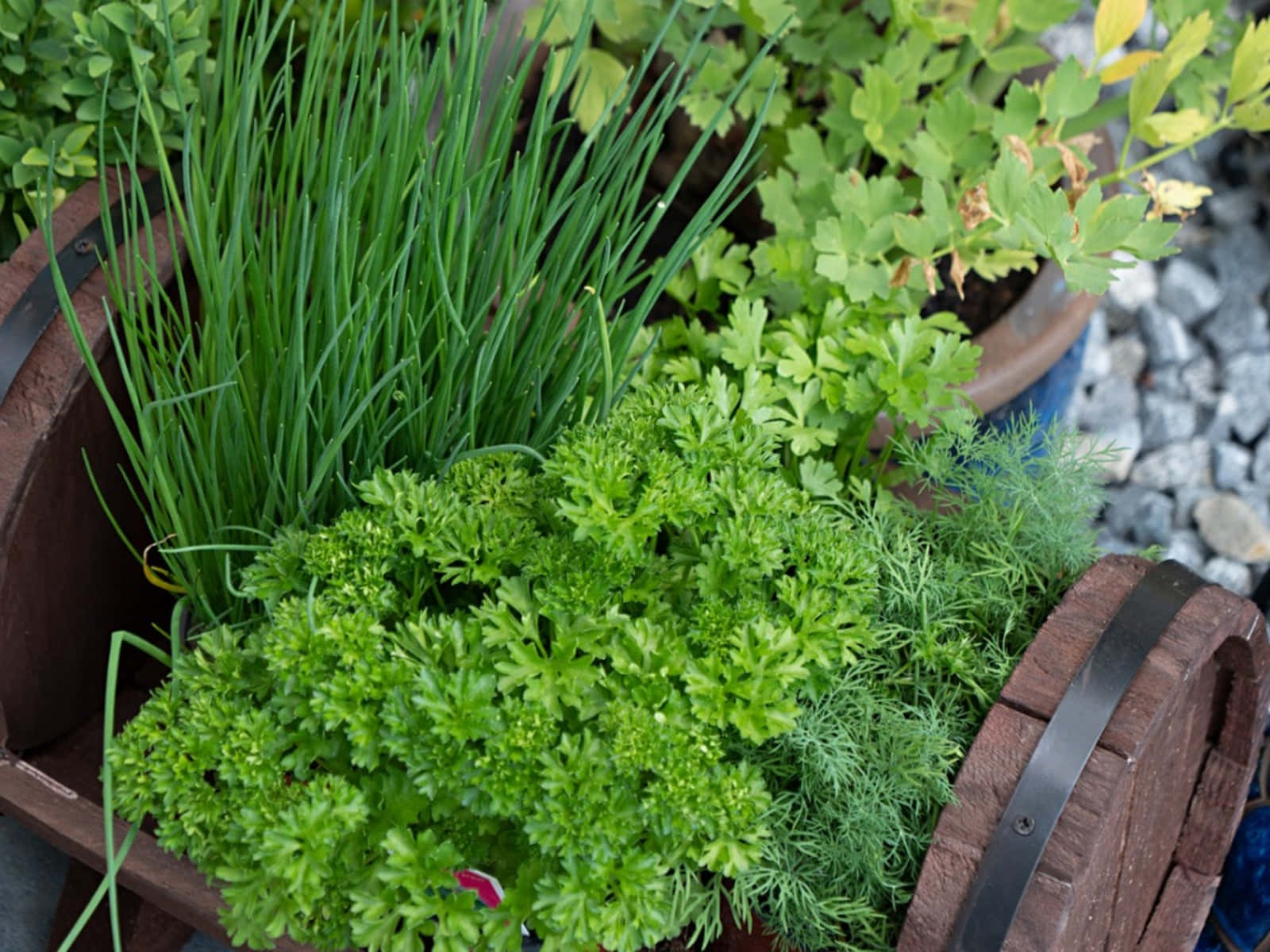 Herb Garden 桌布 壁紙 — 充滿活力的綠色香草，如歐芹、細香蔥和蒔蘿，在碎石背景下於質樸的木桶中茁壯成長。