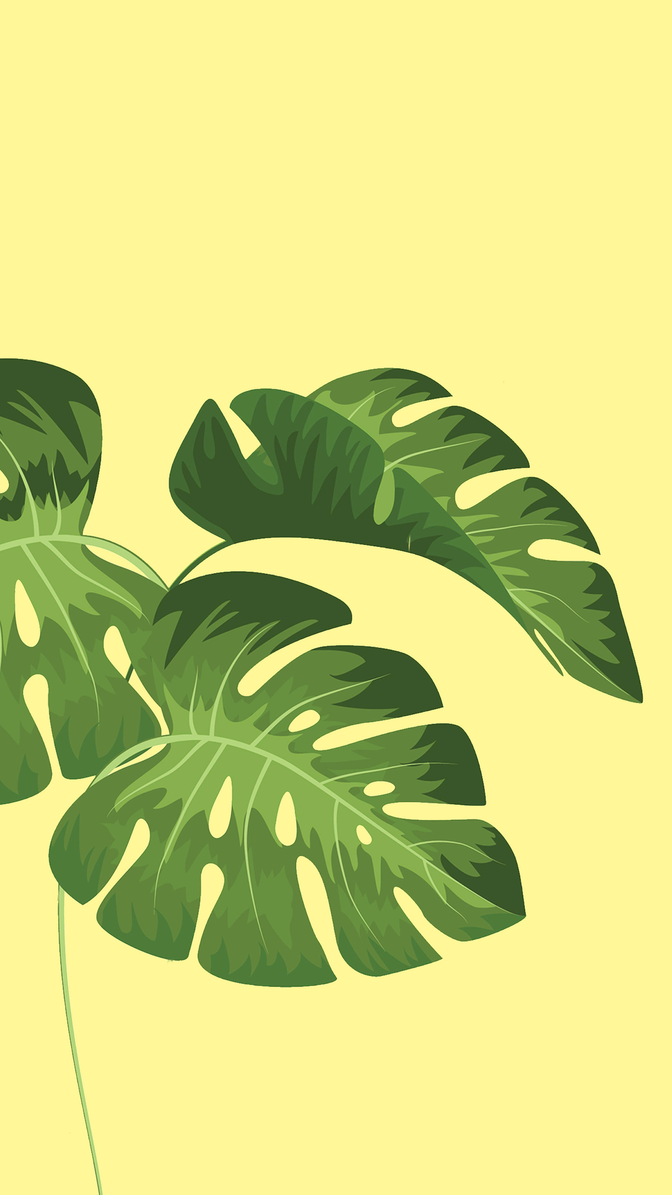 植物美學 桌布 壁紙 — 充滿活力的綠色龜背竹葉，帶有自然裂縫和葉脈，在柔和的黃色背景上優雅地漂浮。