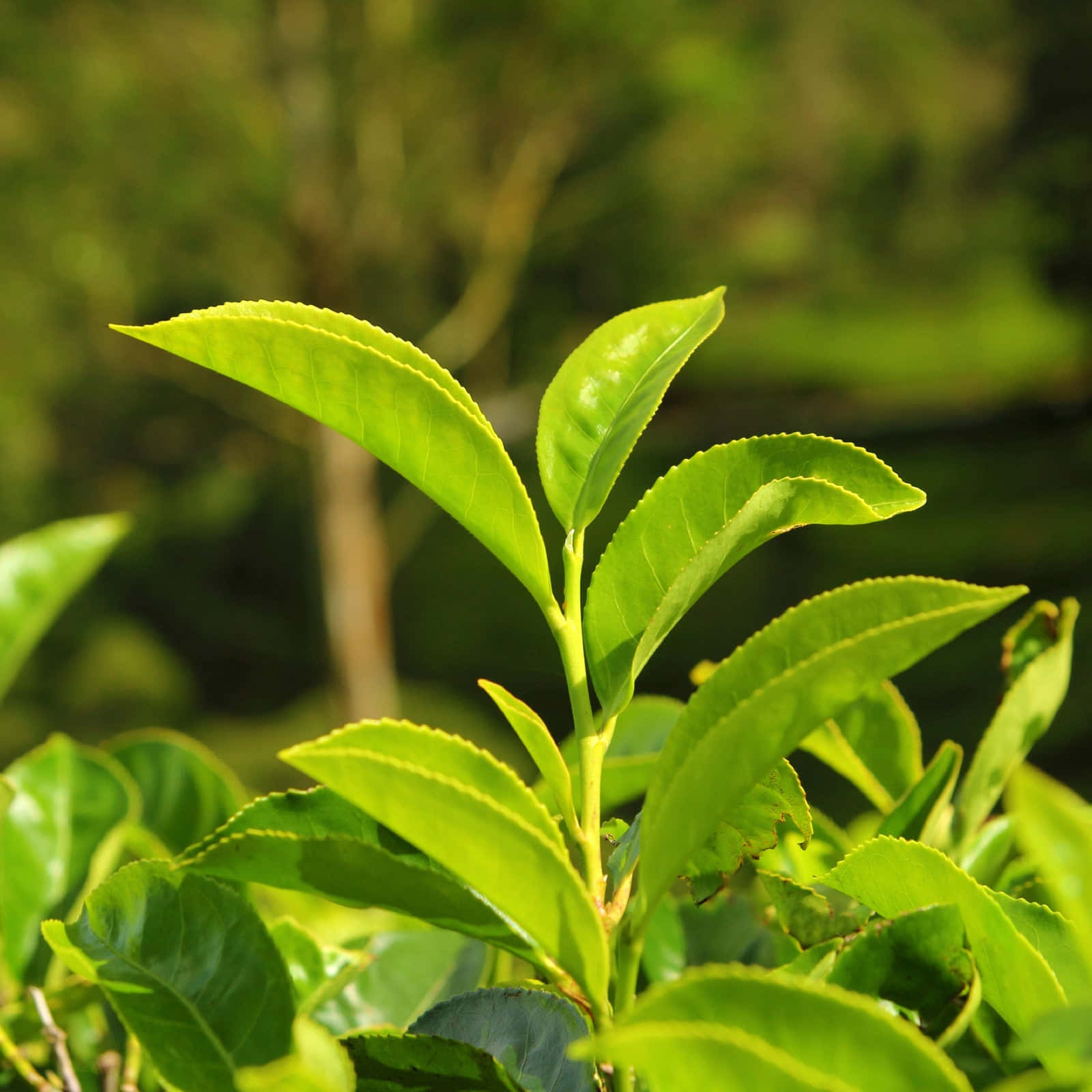 Leaves 桌布 壁紙 — 充滿活力的綠茶葉在柔和陽光下閃閃發光，背景是模糊的森林。