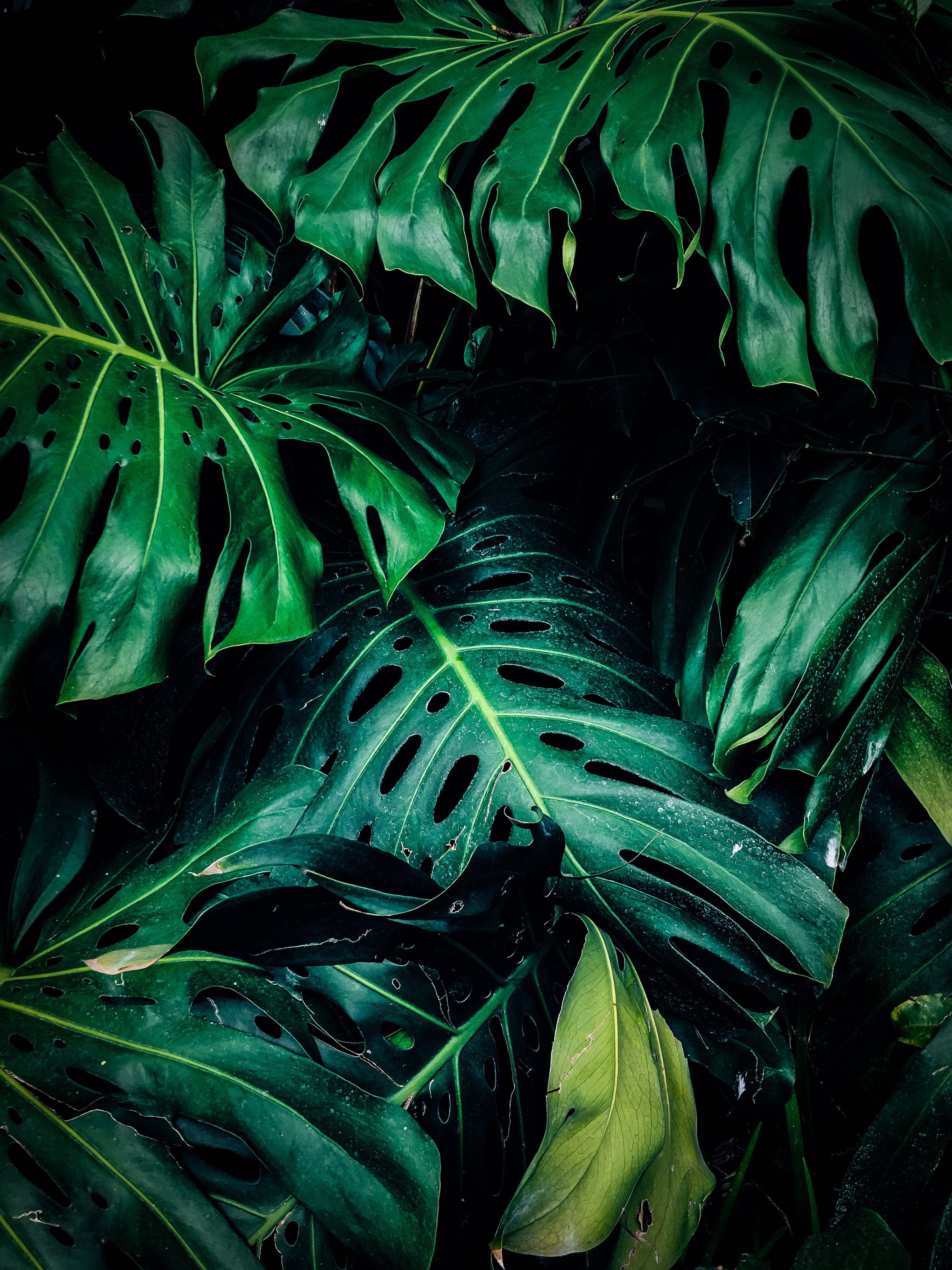 Green Leaves 桌布 壁紙 — 充滿活力的翡翠綠色龜背竹葉，帶有天然孔洞和葉脈，在深邃陰暗的叢林背景下閃耀。