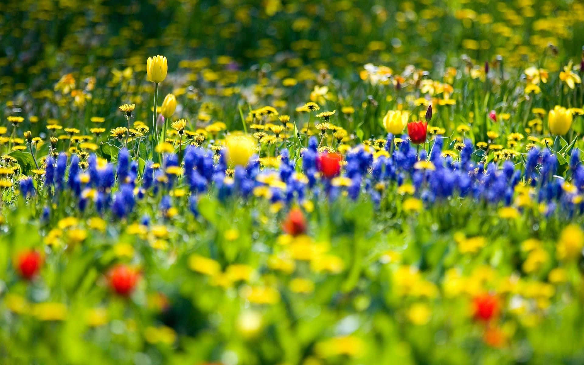 Spring Meadow 桌布 壁紙 — 充滿活力的藍色、紫色、黃色和紅色野花田，在明亮的陽光下閃耀，景深較淺。
