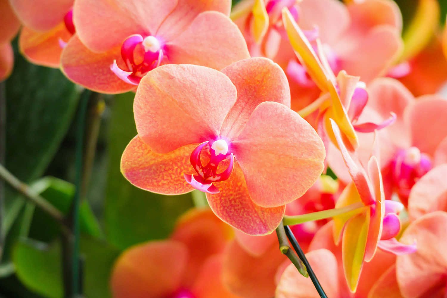 Orchid 桌布 壁紙 — 充滿活力的蜜桃色蘭花帶有粉紅色中心，在柔焦花園場景中，在茂密的綠色葉片襯托下盛開。