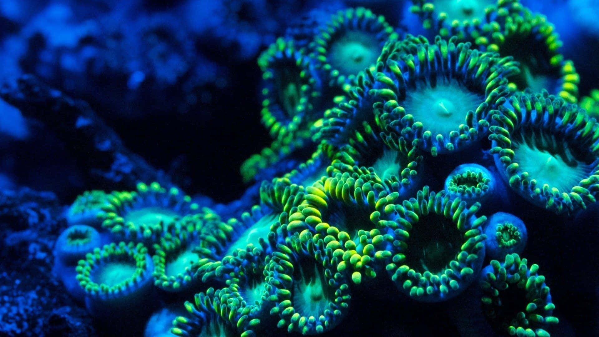 Aquatic 桌布 壁紙 — 充滿活力的螢光綠色珊瑚息肉在深藍色水下背景中閃耀，呈現迷人的特寫。