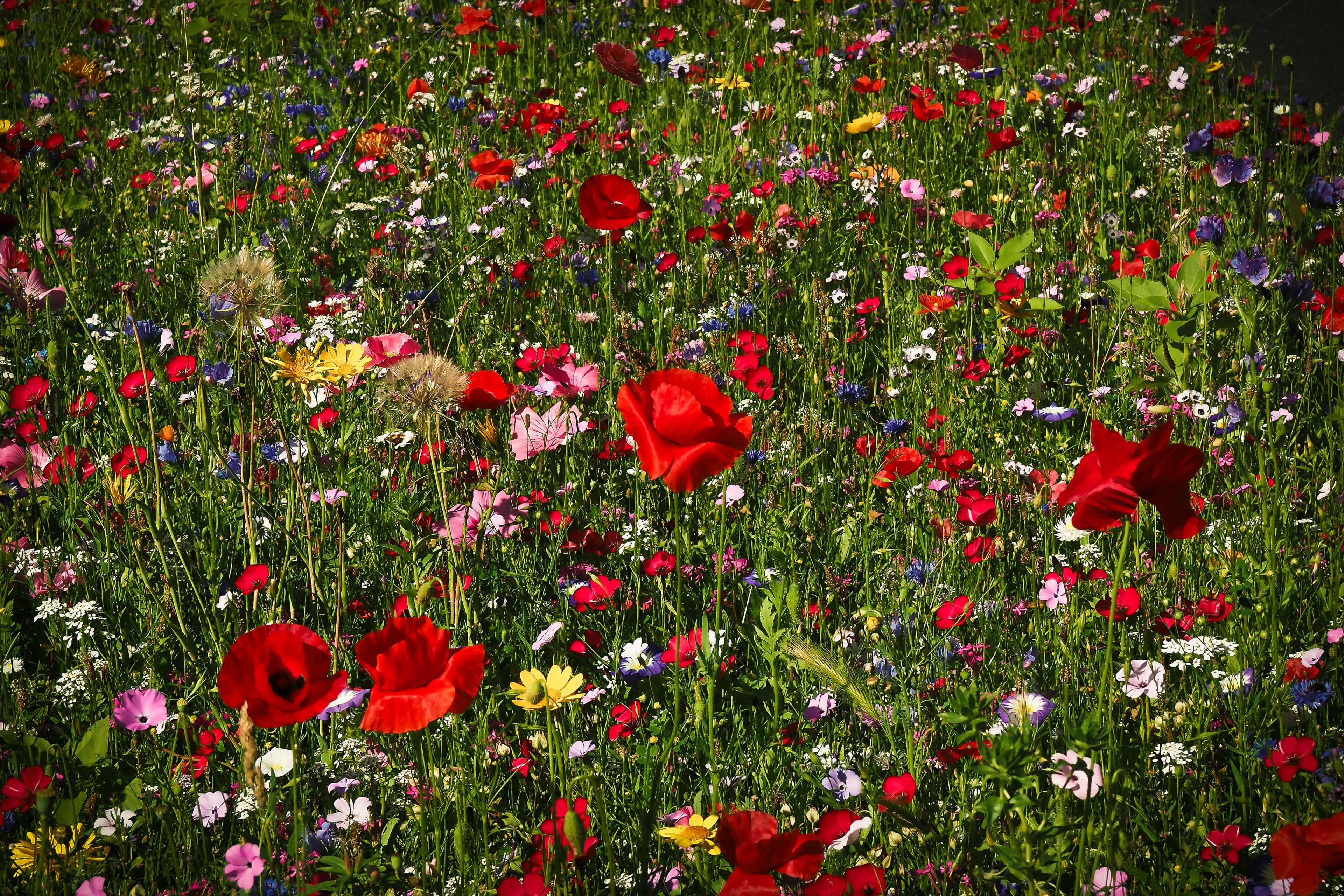 Wild Flower In Meadows 桌布 壁紙 — 充滿活力的野花田，有鮮豔的紅色罌粟花和色彩繽紛的花朵在明亮的陽光下搖曳。