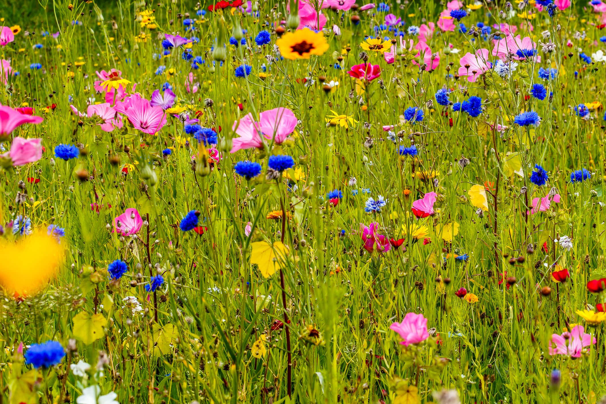 Wild Flower In Meadows 桌布 壁紙 — 充滿活力的野花田，粉紅、藍、黃、紅的花朵盛開，在明亮的陽光下襯托著茂盛的綠草。