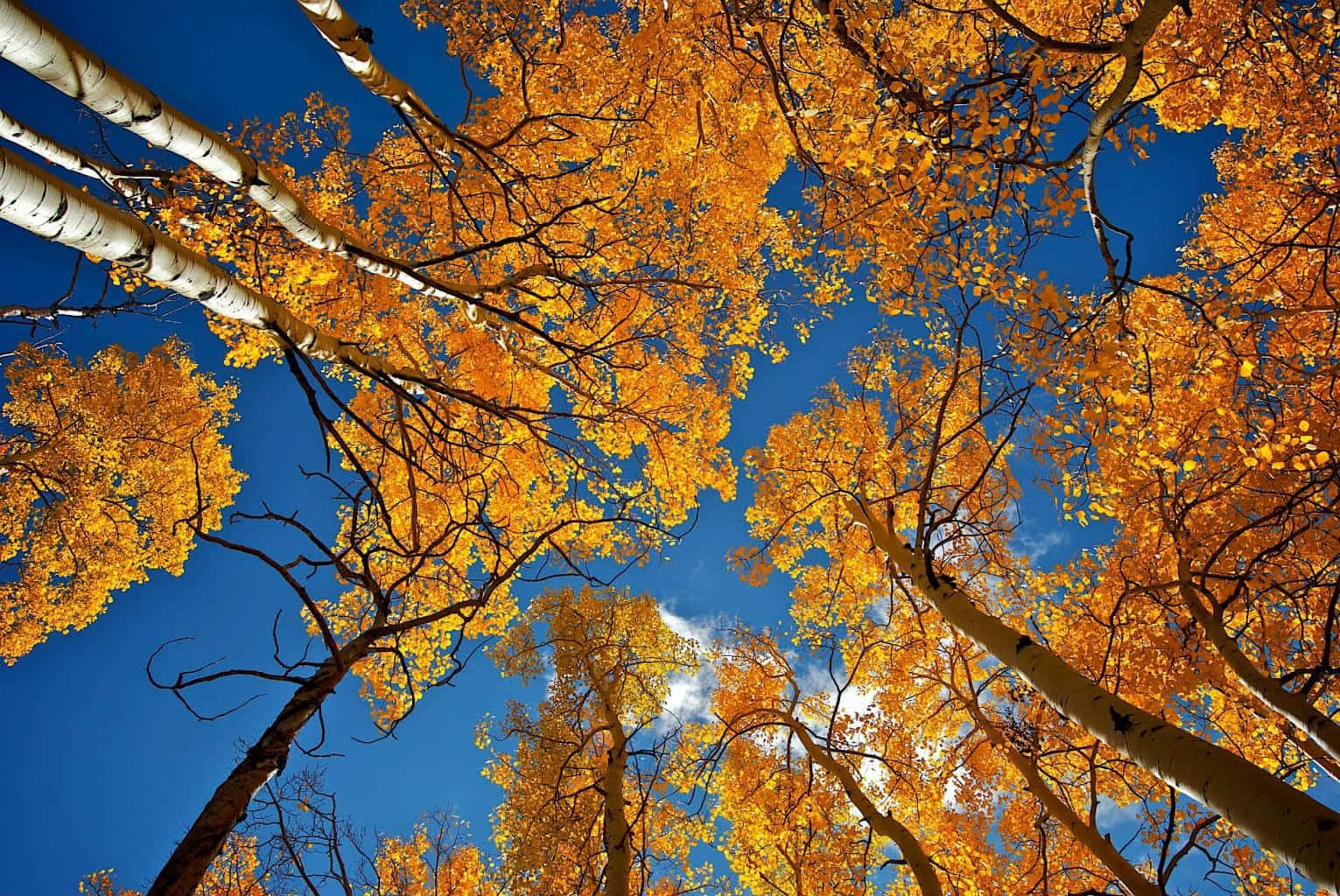 Fall Photography 桌布 壁紙 — 充滿活力的金色白楊葉子覆蓋在高大的白色樹幹樹木上，背景是深藍色的天空和縷縷白雲。