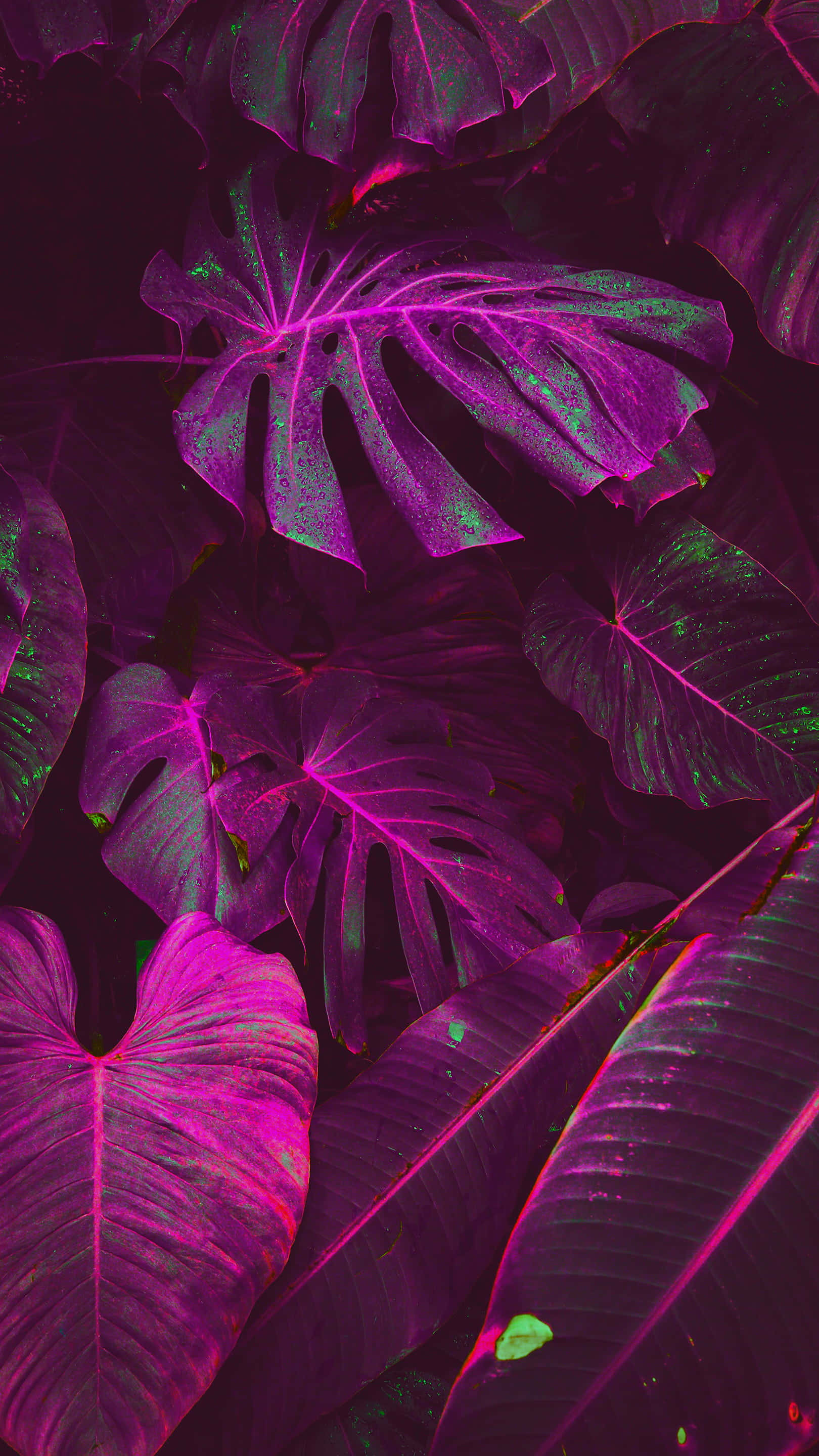 Fluorescent 桌布 壁紙 — 充滿活力的霓虹紫色和綠色龜背竹葉在黑暗背景下發光，呈現茂密的熱帶特寫。