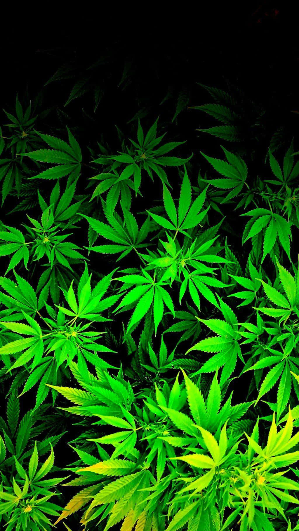 大麻 桌布 壁紙 — 充滿活力的霓虹綠色大麻葉在漆黑背景下，以密集、高對比度的特寫鏡頭發光。