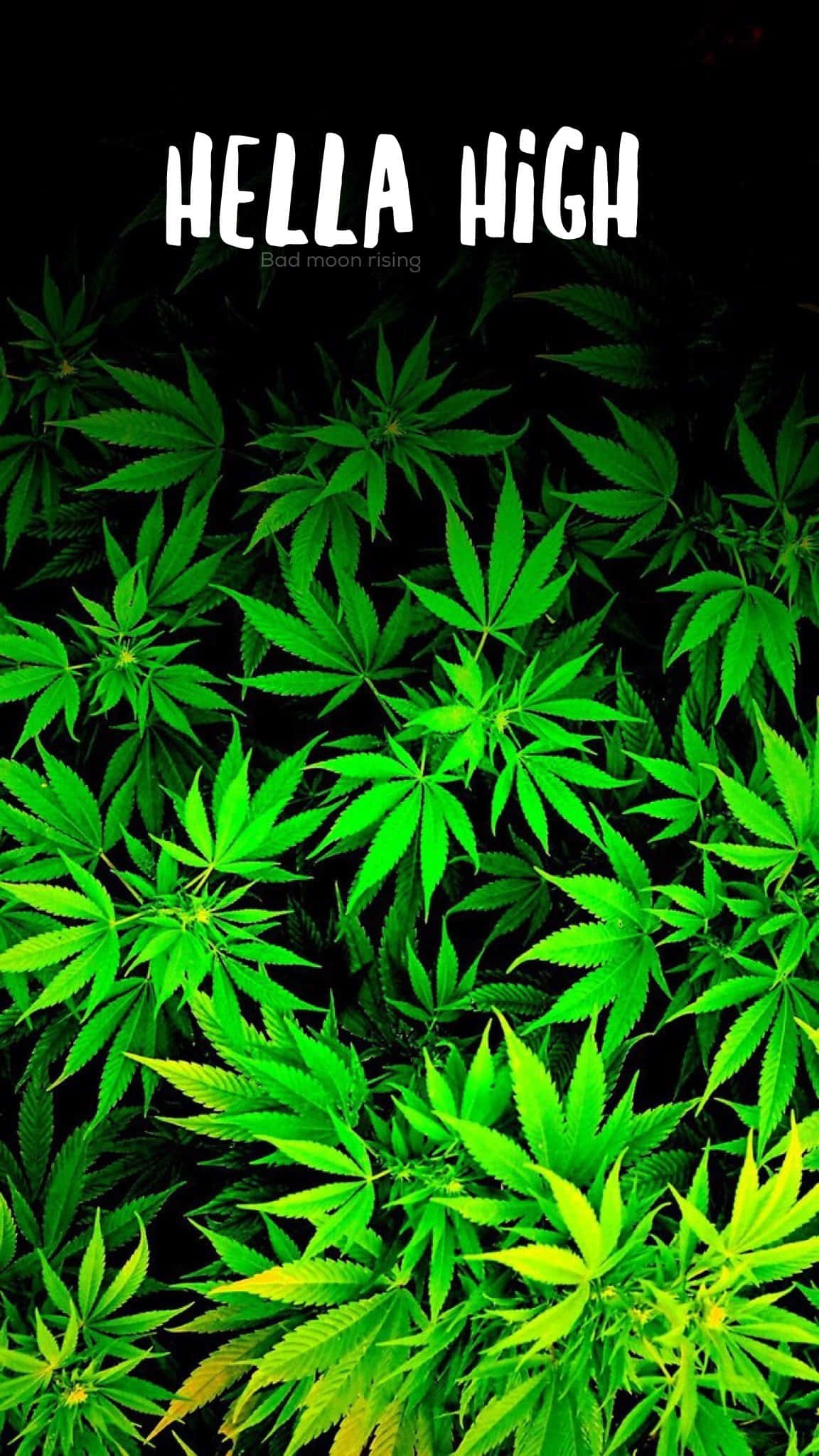 迷幻 桌布 壁紙 — 充滿活力的霓虹綠色大麻葉填滿框架，黑色背景上帶有粗體白色文字 'HELLA HIGH'。