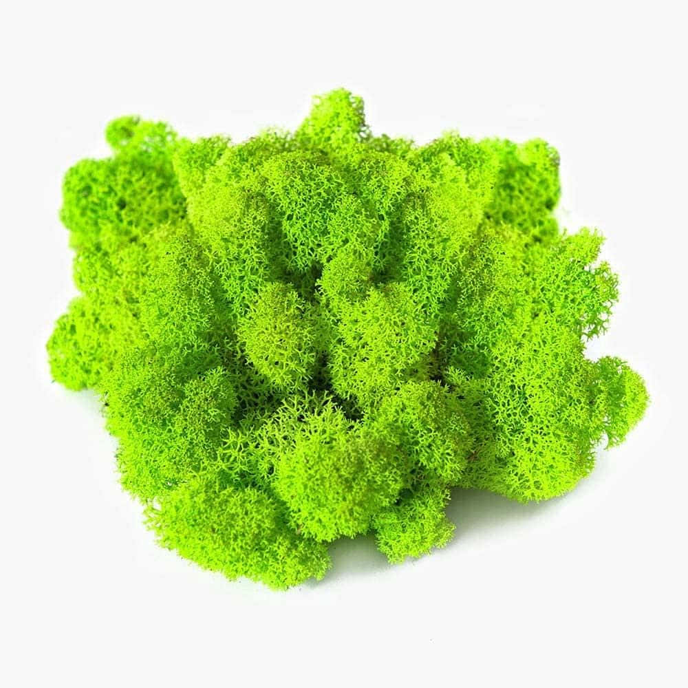 Green Moss 桌布 壁紙 — 充滿活力的青檸綠色馴鹿苔蘚，在潔淨的白色背景上呈現出複雜的紋理簇。