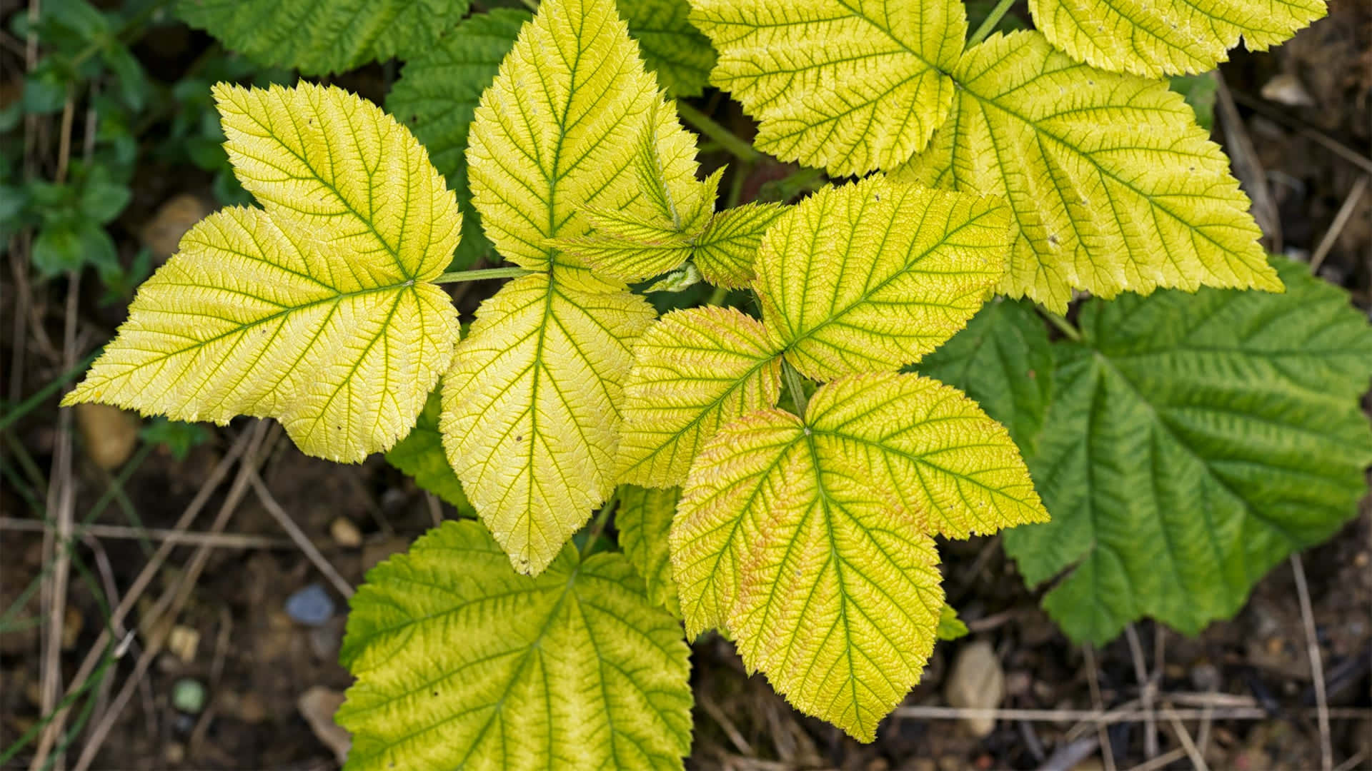 Leaves 桌布 壁紙 — 充滿活力的黃綠色葉片，帶有細緻的葉脈，與較深的綠色葉子和泥土地面形成對比。