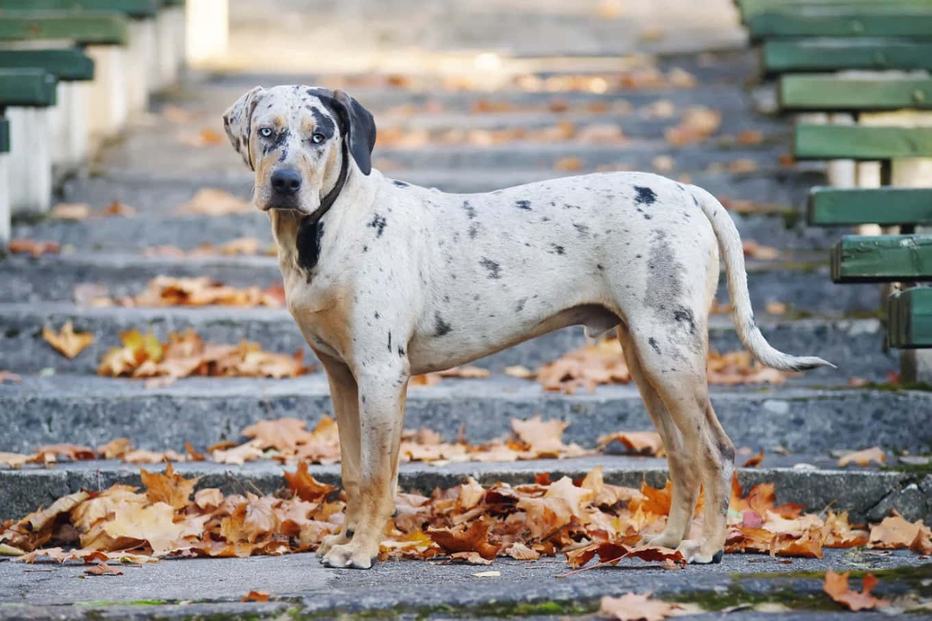 充滿活力與忠誠的凱塔豹犬 壁紙 — 一隻斑點狗警覺地站在鋪滿落葉的石階上，兩側有綠色長椅。