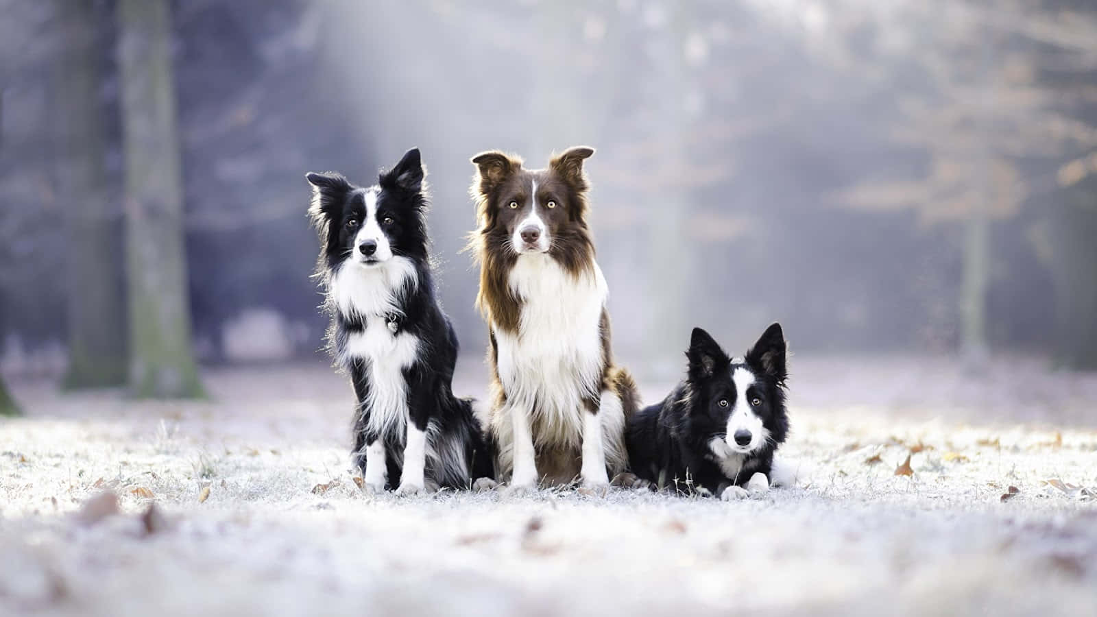 充滿無盡活力的生活 - 邊境牧羊犬幼犬 壁紙 — 三隻毛色為黑、白、棕色的邊境牧羊犬，在霧氣瀰漫的森林中，專注地坐在結霜的地面上。